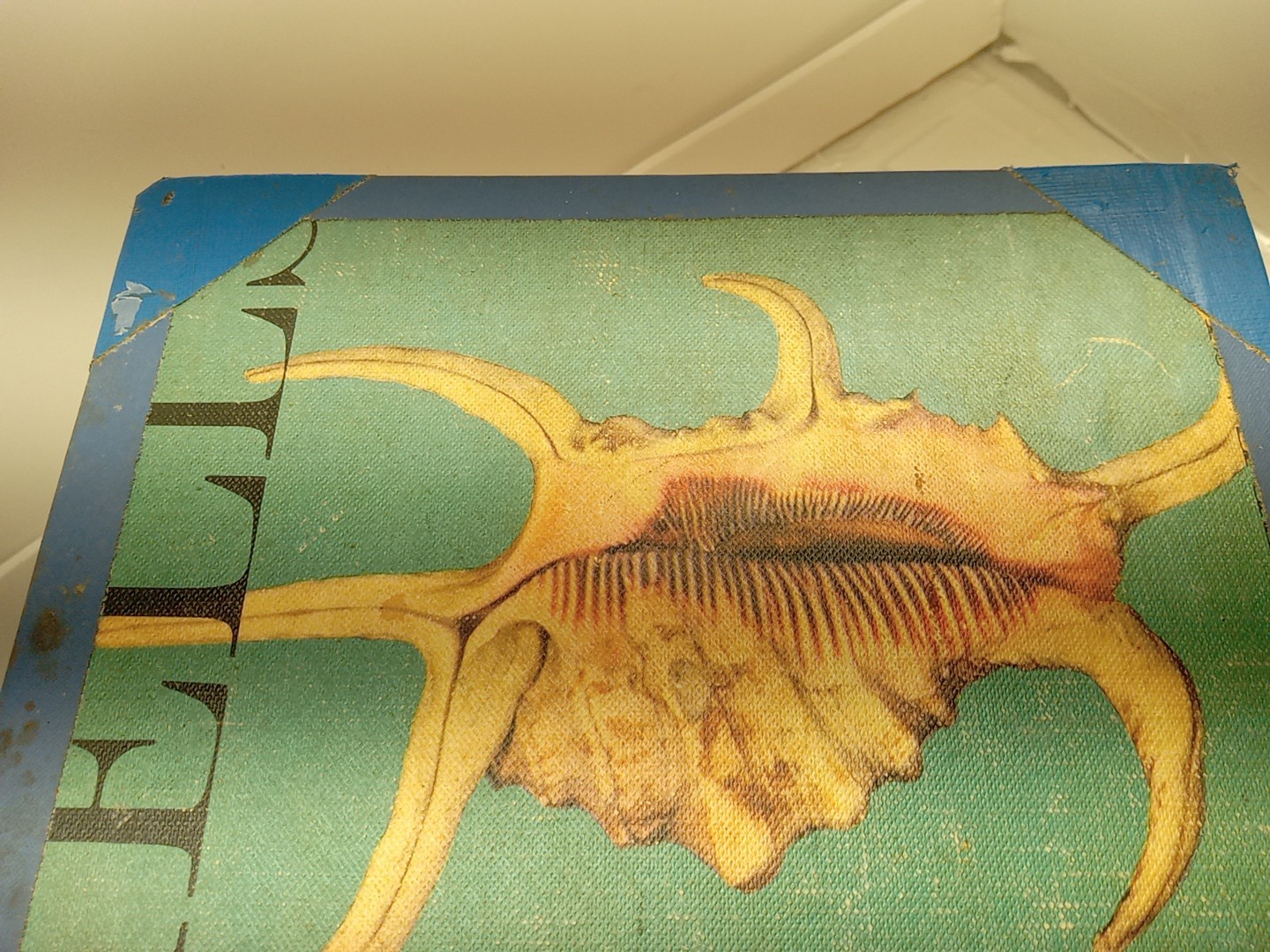 Shells By Roderick Cameron (HC, 1961) Ex Library – READ