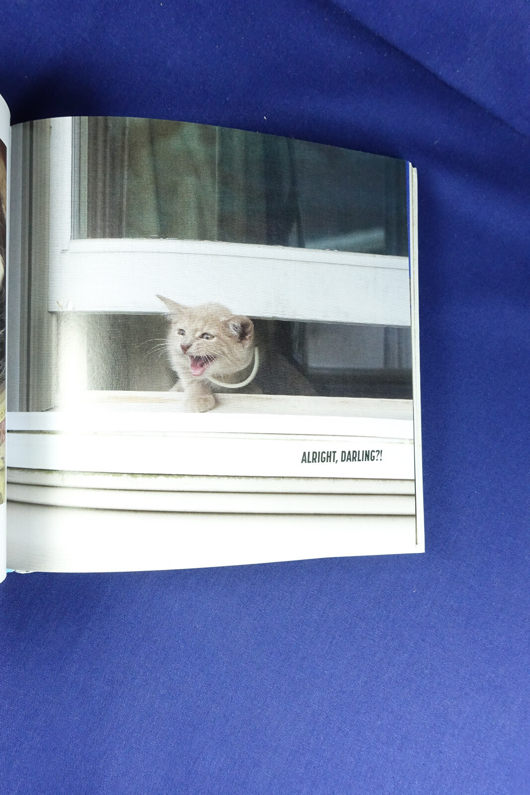 MY CAT IS A DICK Malcolm Katz FUNNY CAT PHOTOS BOOK