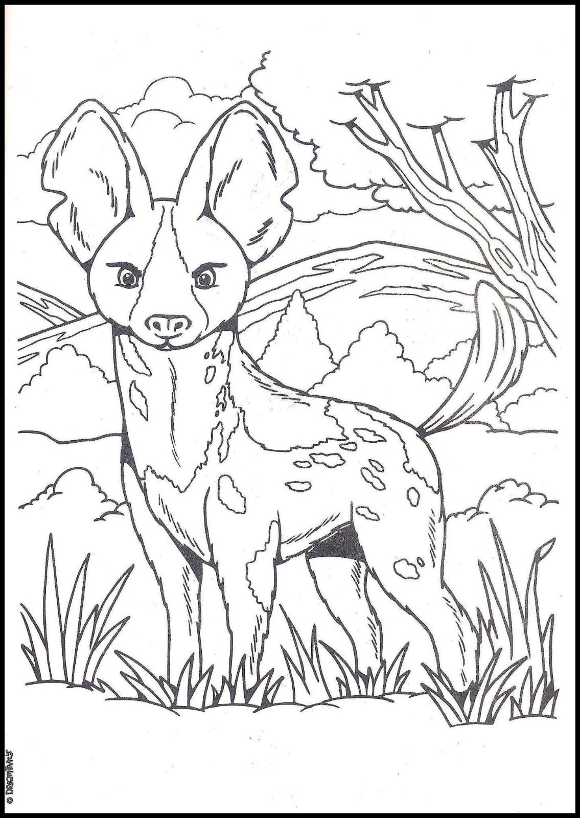 Born To Be Wild – Coloring & Activity – Book