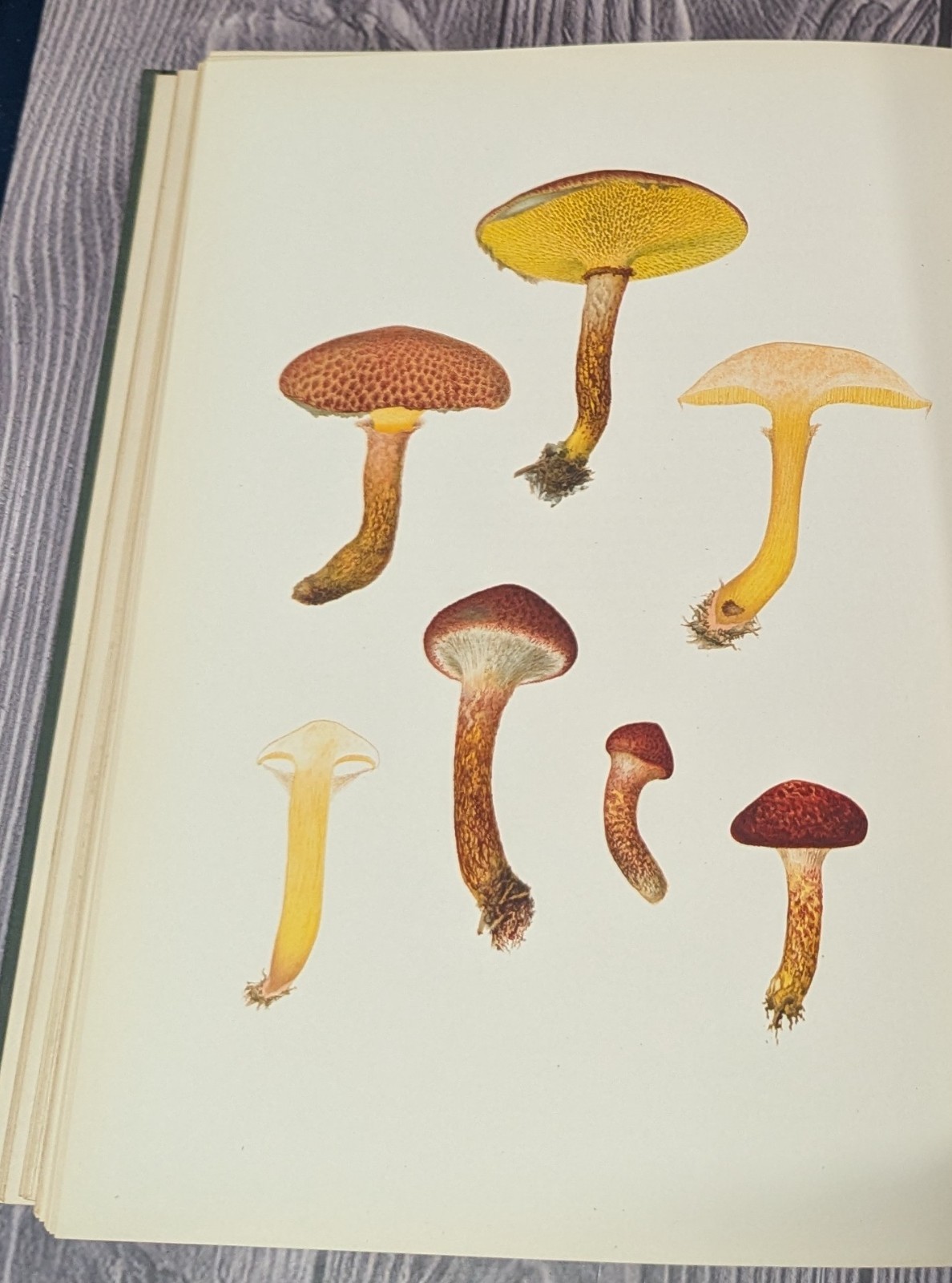 Icones Farlowianae – 1929 Farlow Fungi Mushrooms 103 Color Plates – Large Folio