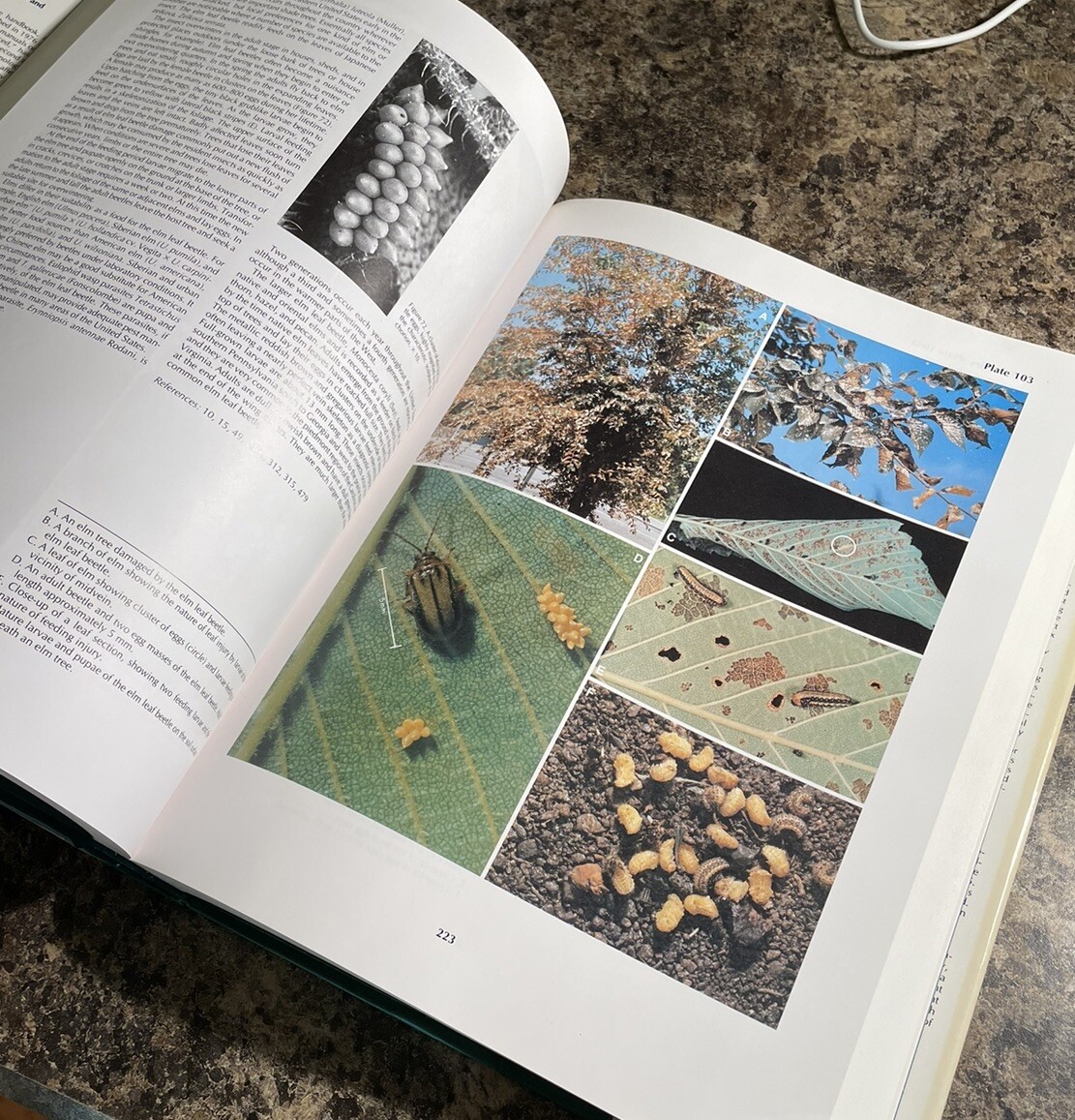 Insects That Feed on Trees and Shrubs by Howard H. Lyon and Warren T. Johnson