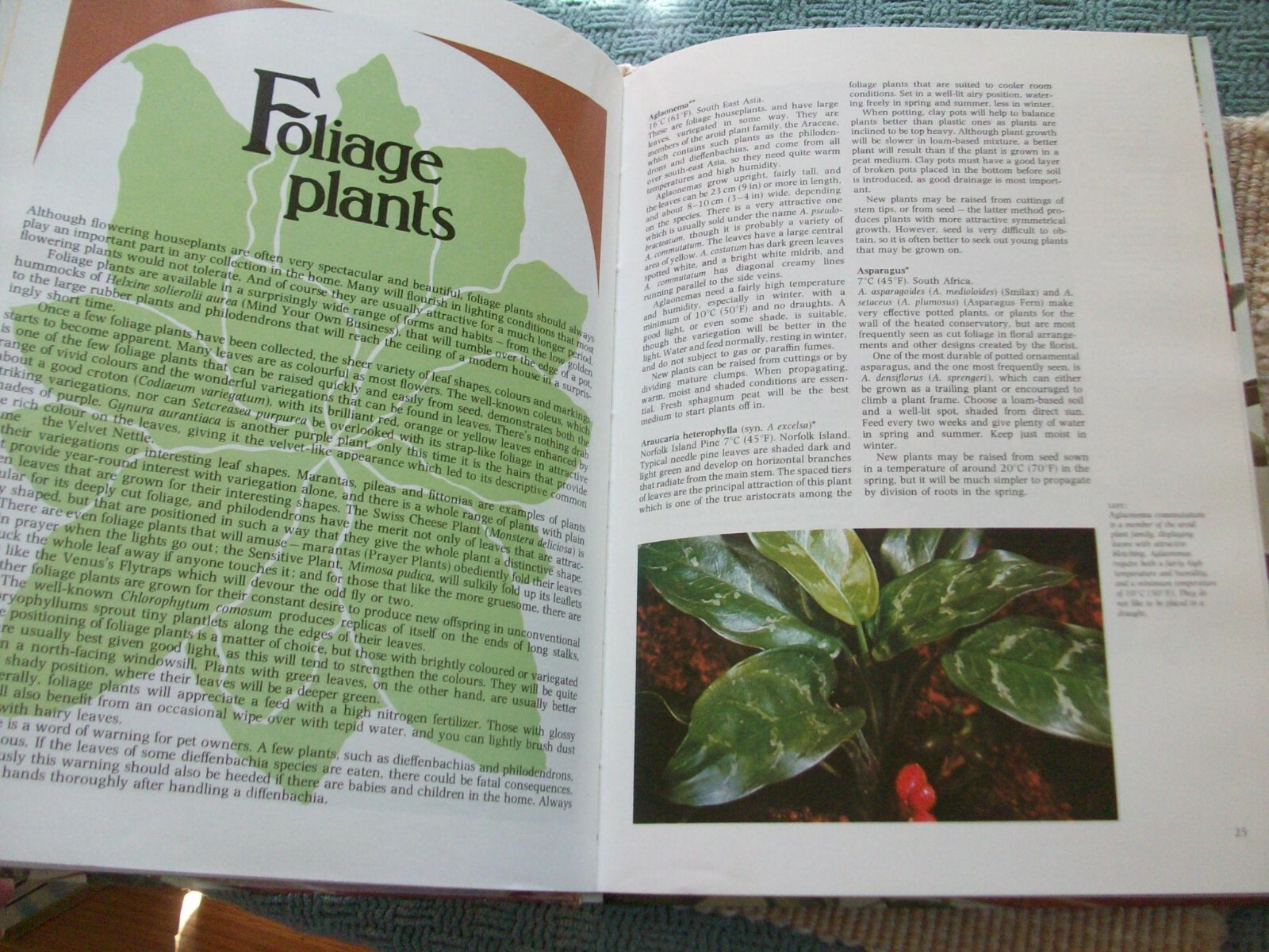 Colorful Houseplants by David Squire and Peter McHoy (1979,hardcover) gardening