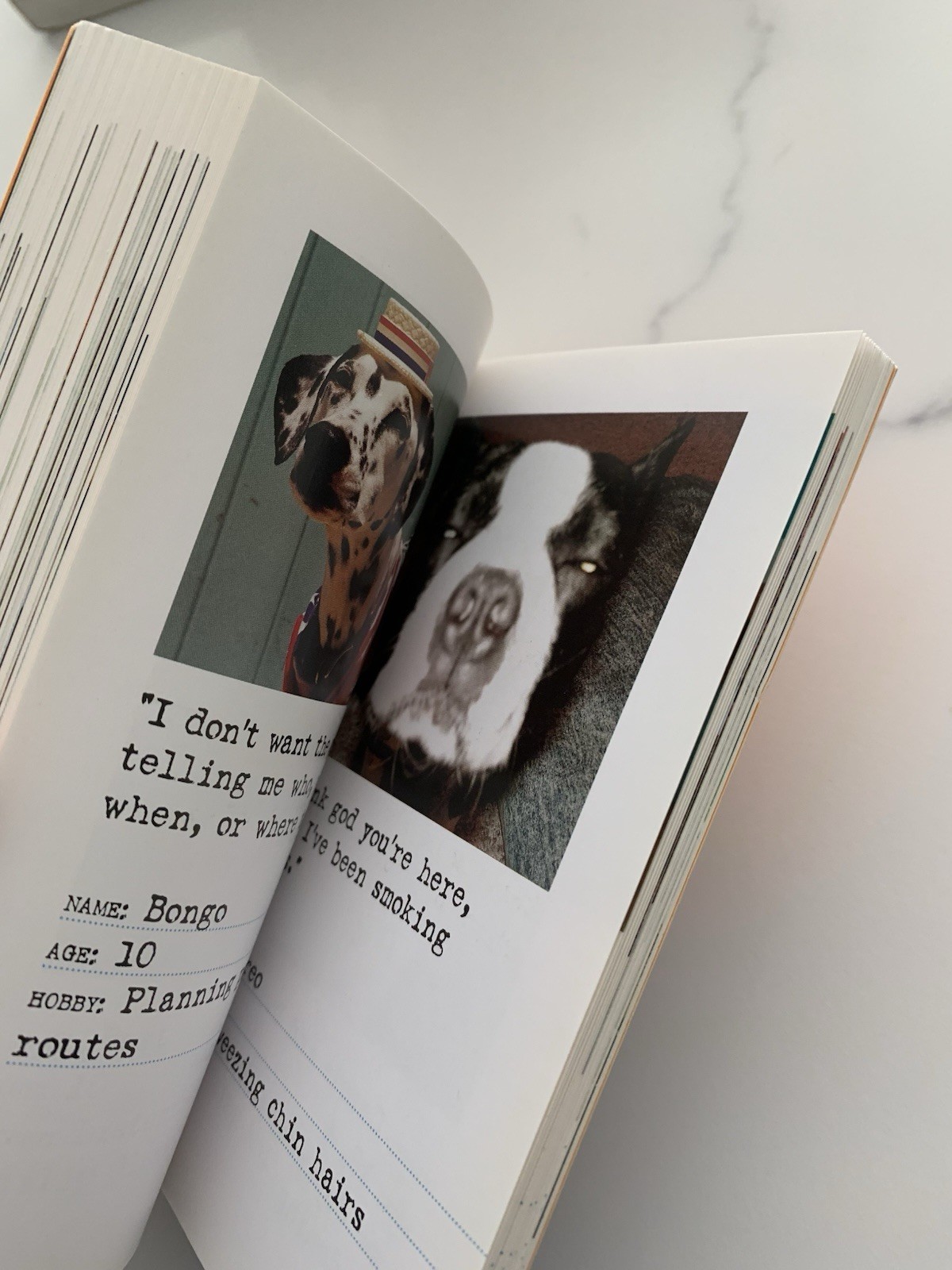 Bad Dog: 278 Outspoken, Indecent, and Overdressed Dogs by R.D. Rosen, Harry Pri