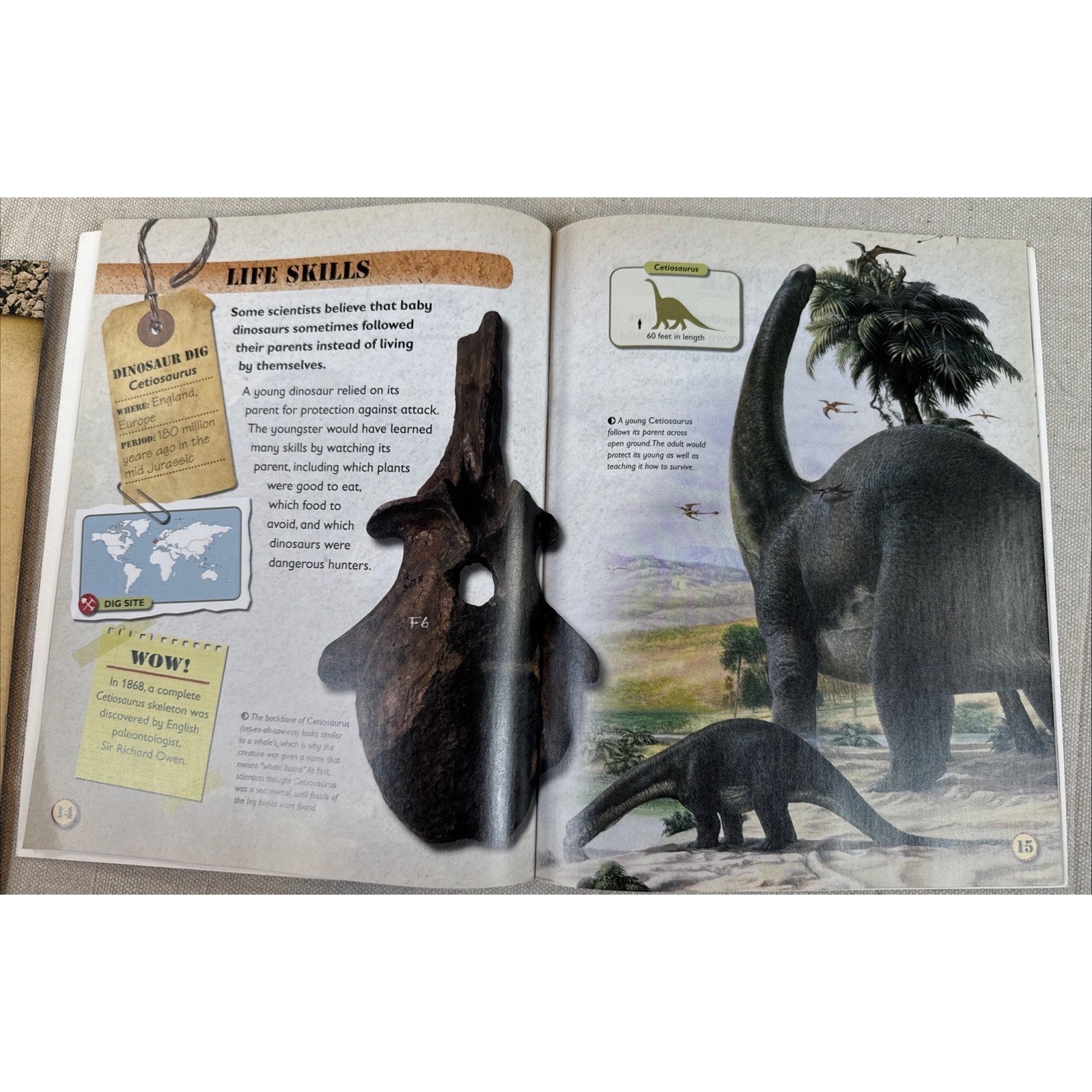 Dinosaur Books Kids Set 4 Rupert Matthews QEB Fossil Science Lot