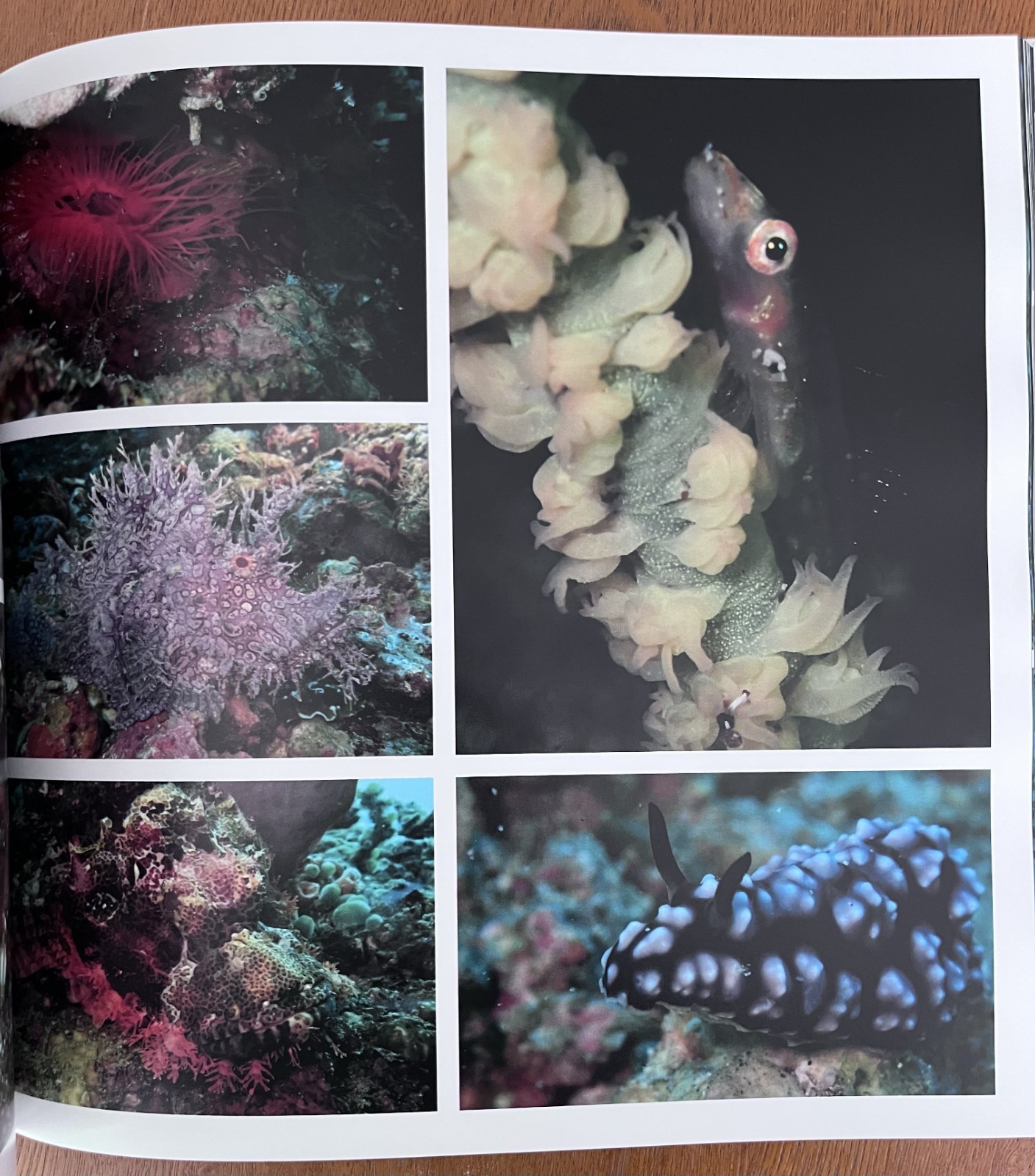 Philippines Diving: Anilao Batangas Verde Island Passage Coral Reef Photography
