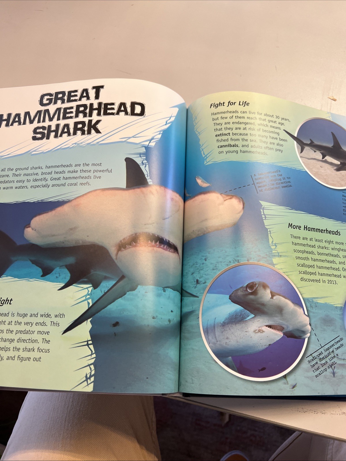 The Complete Guide to Sharks Hardcover Camilla de la Bedoyere