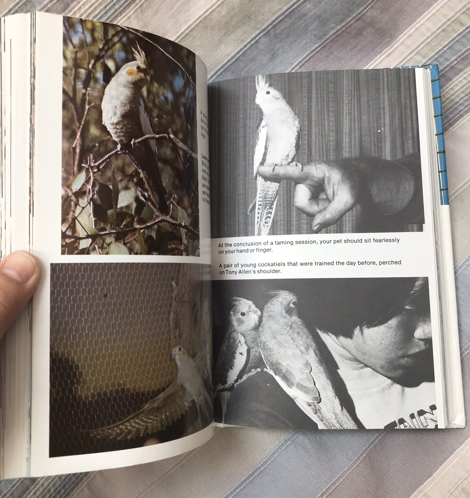 Cockatiel Handbook by Dr. Gerald R. Allen and Connie Allen 1981 HC Like New