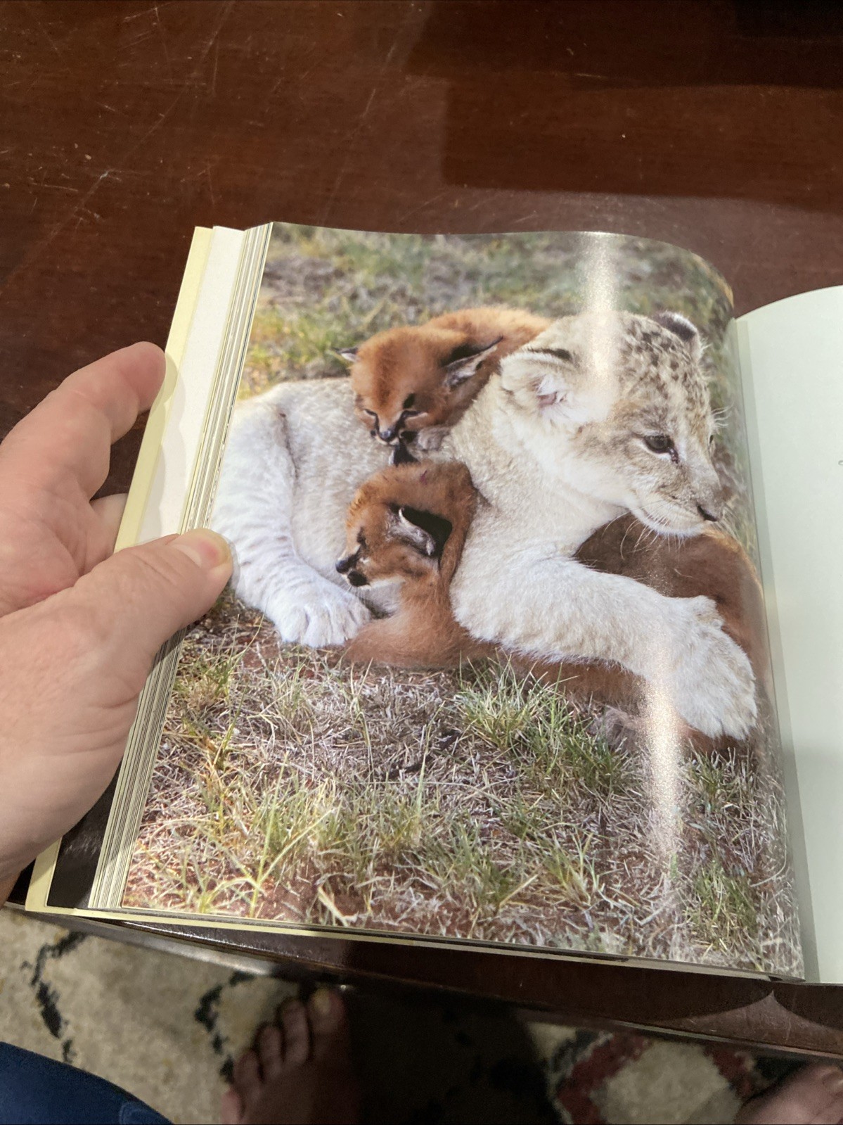 “Unlikely Friendships “ Jennifer S.Holland