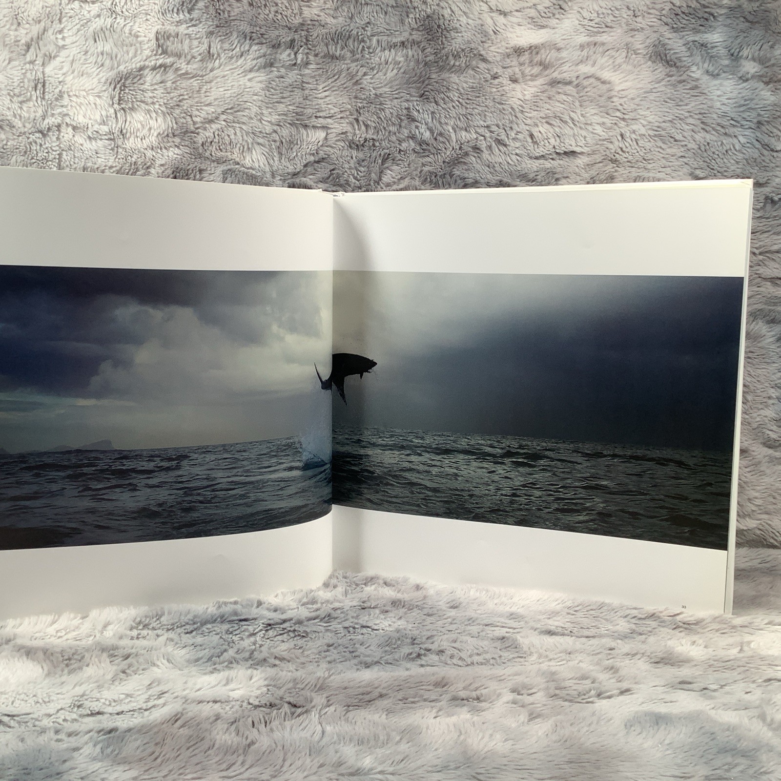 Great White: The Majesty of Sharks by Chris Fallows (no Cover) Excellent Cond