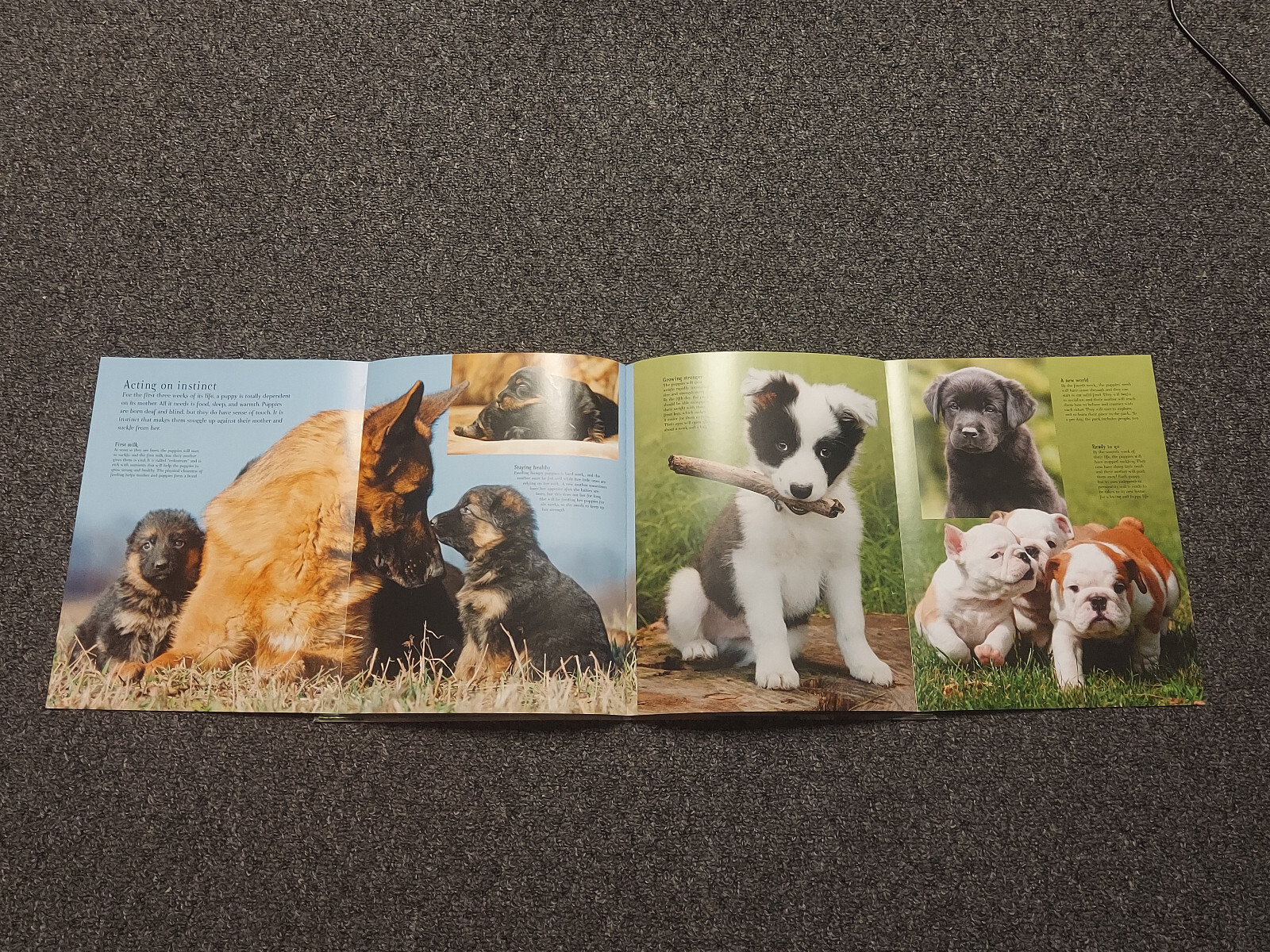 Good Dog Large 12 X 9 1/2 inch Dog Breed Picture Book w/ Center Puppy Fold Out.