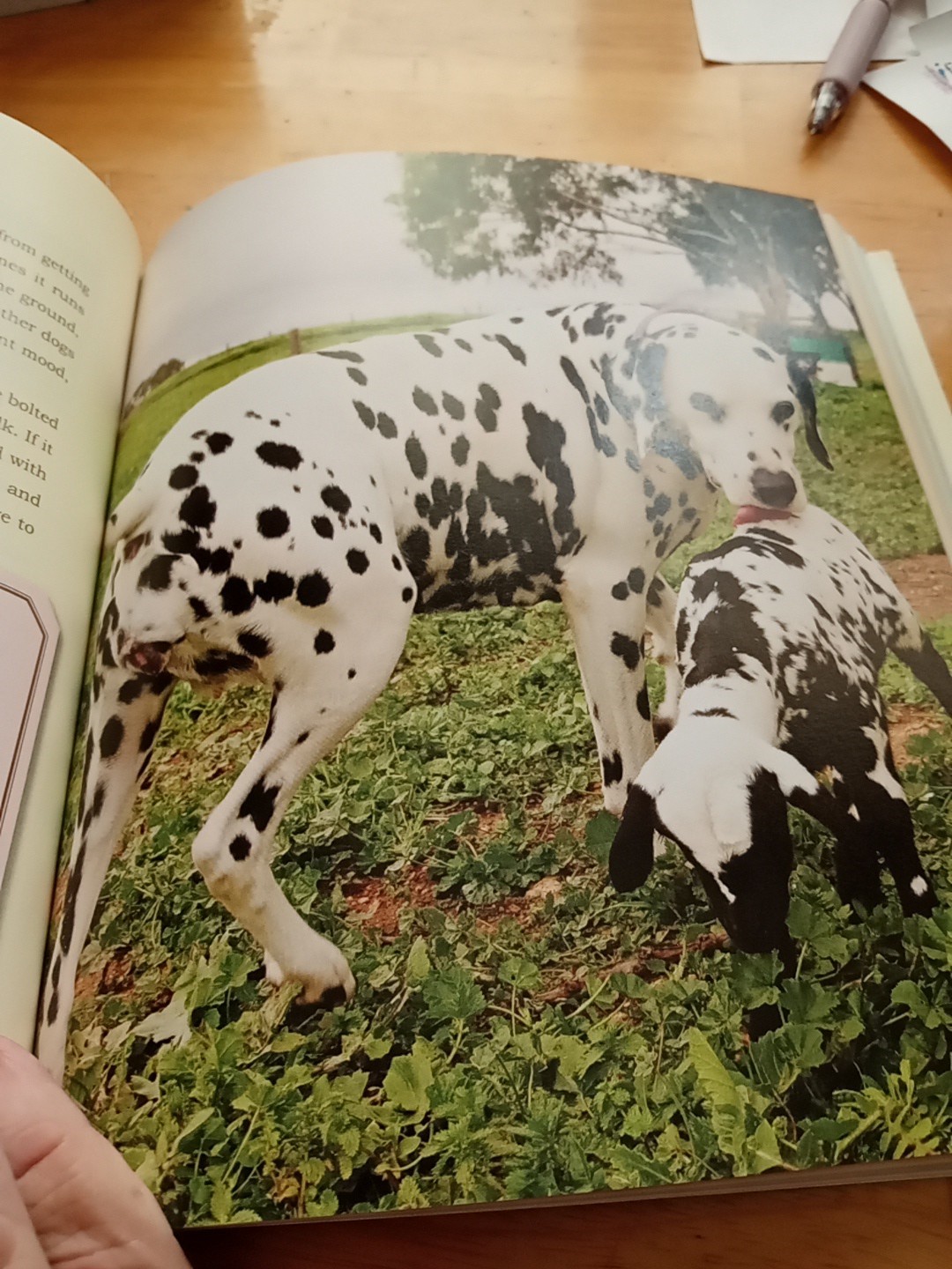 Unlikely Loves By Jennifer S. Holland (Paperback, 2013) 43 True Stories