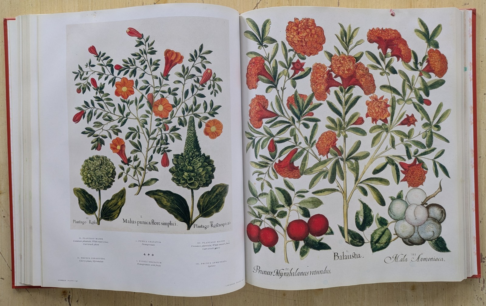 BASILIUS BESLER. THE BOOK OF PLANTS, THE COMPLETE PLATES (2007 HCDJ) GOOD