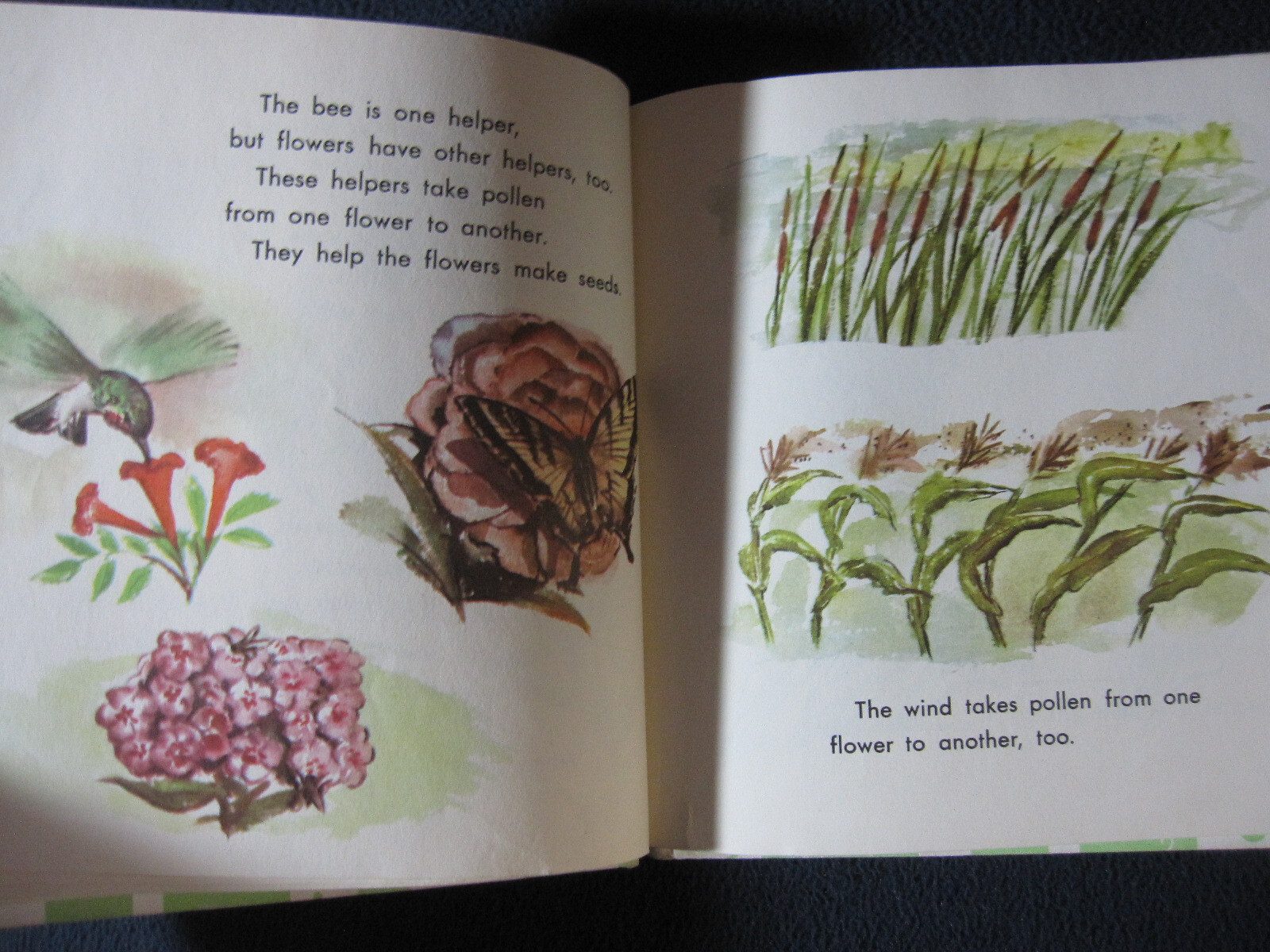 What is a Plant (The What is it series) Darby, Gene