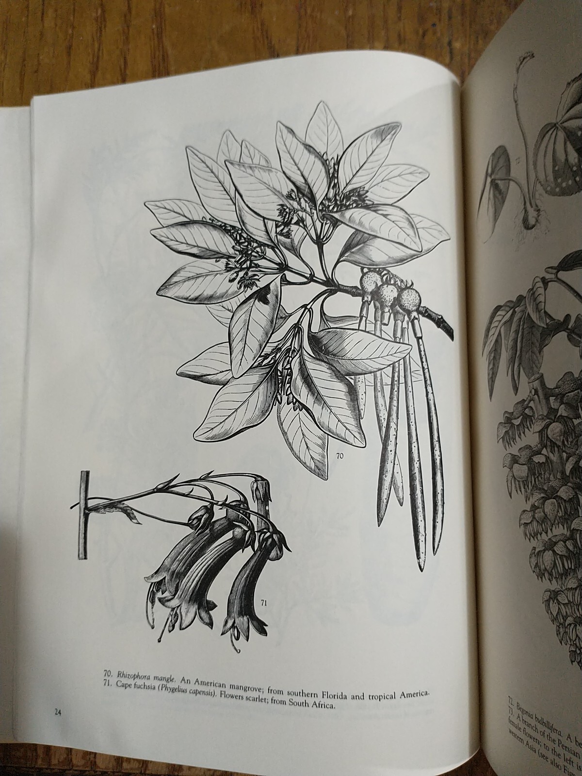 Victorian Floral Illustrations 344 Wood Engravings Plants Carol Belanger Grafton
