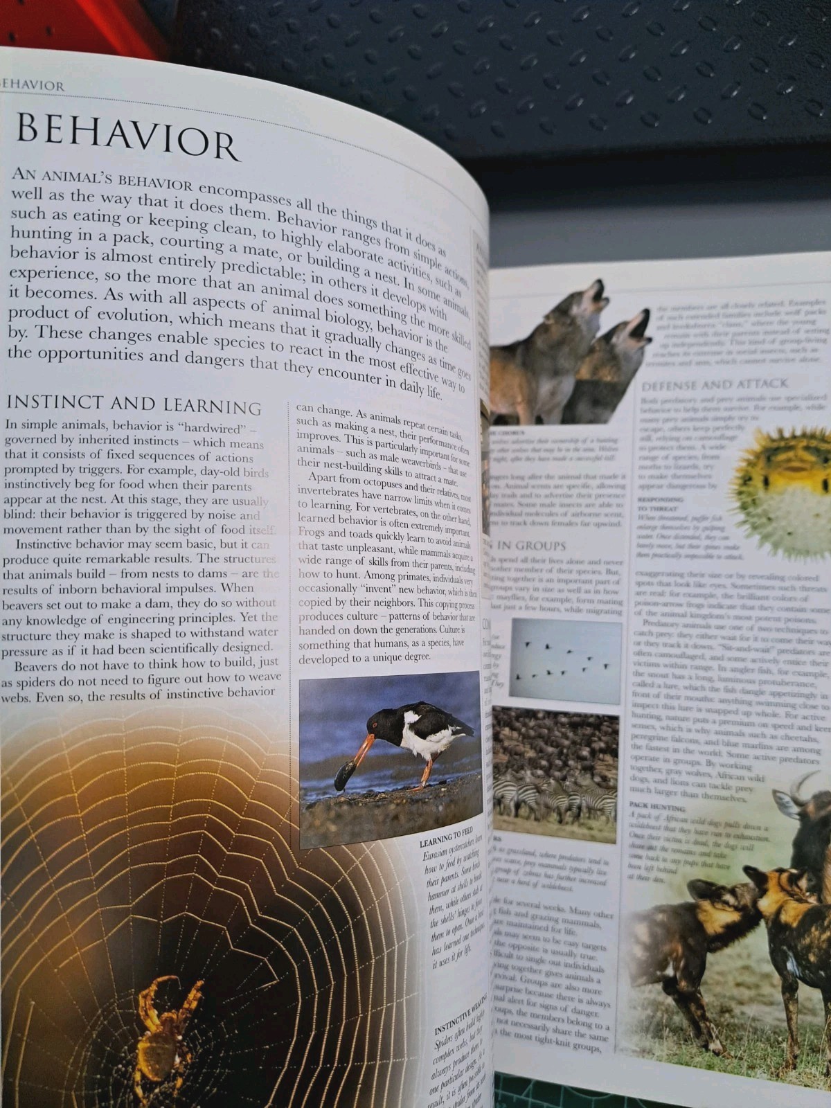 Smithsonian Institution Animal – Visual Guide to Wildlife Educational Book