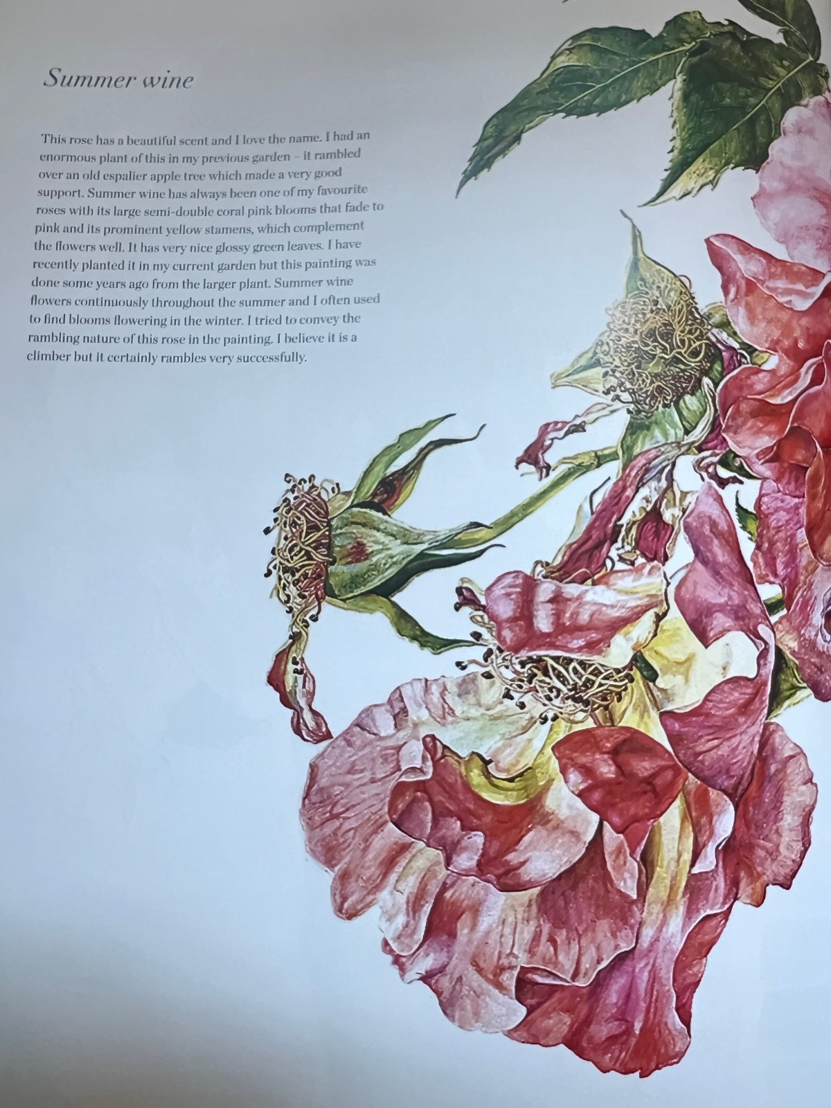 Rosie Sanders’ Roses A Celebration in Botanical Art Hardcover w Dust Jacket VGC!