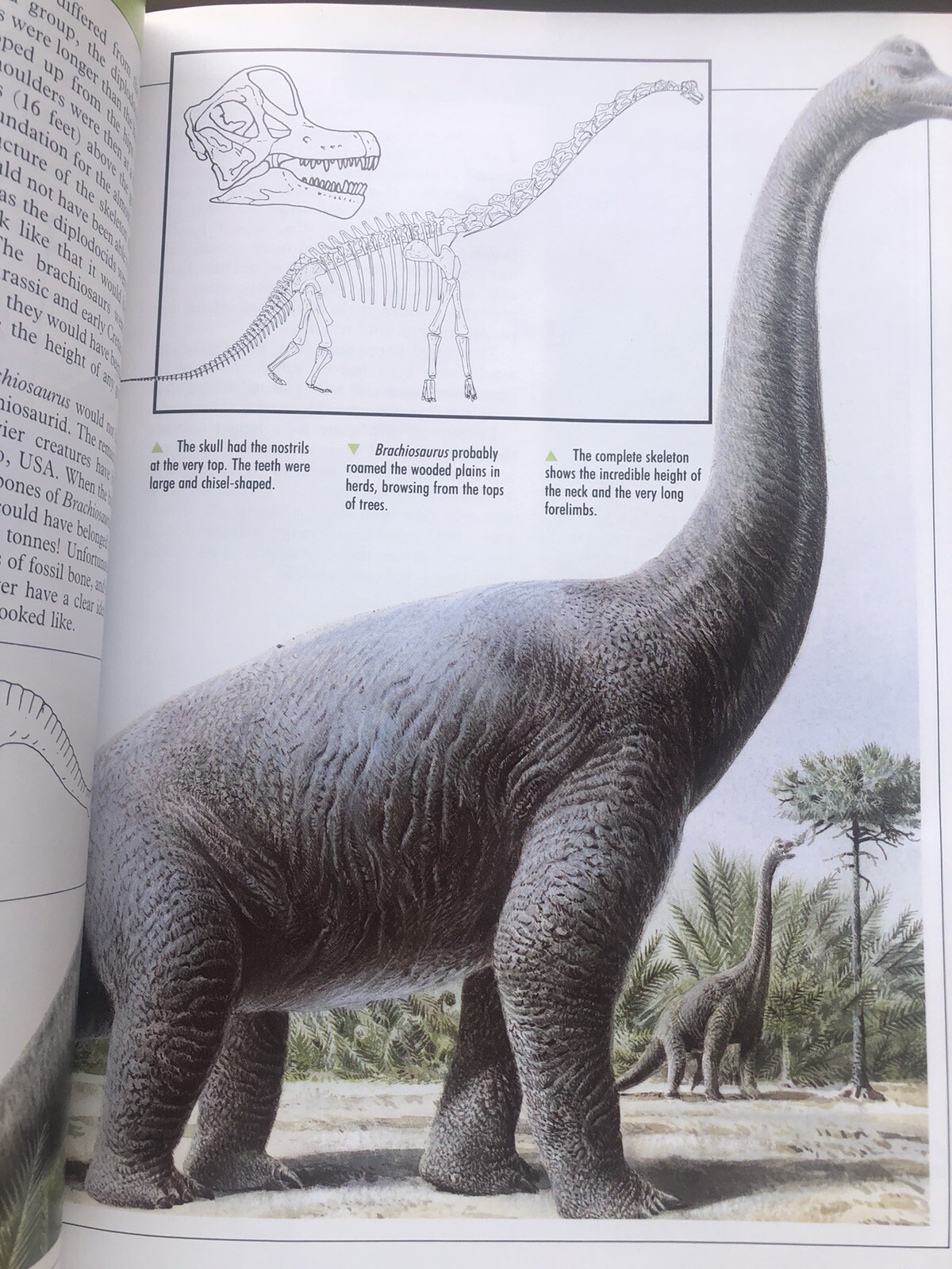 Illustrated Dinosaur Encyclopedia by Dougal Dixon (1988, Hardcover)