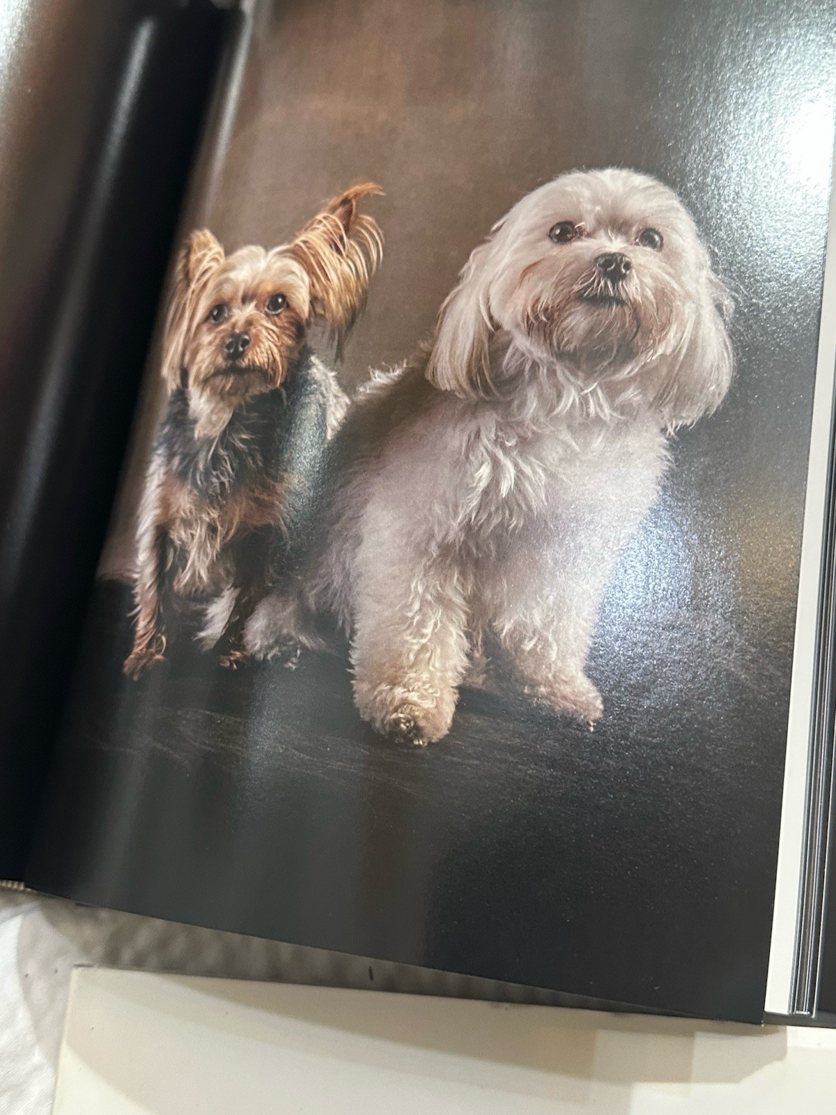 4 Dog Books