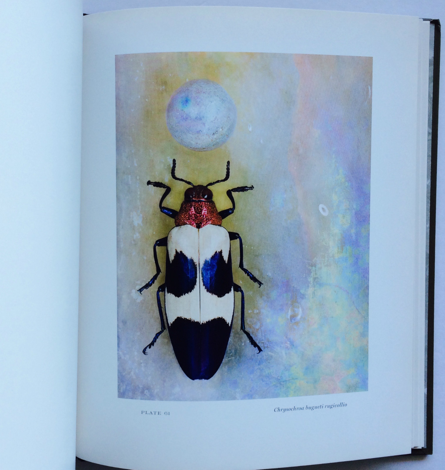 2008 THEATER of INSECTS Jo Whaley hb/128pp/ART – BUTTERFLIES – INSECTS – UNIQUE