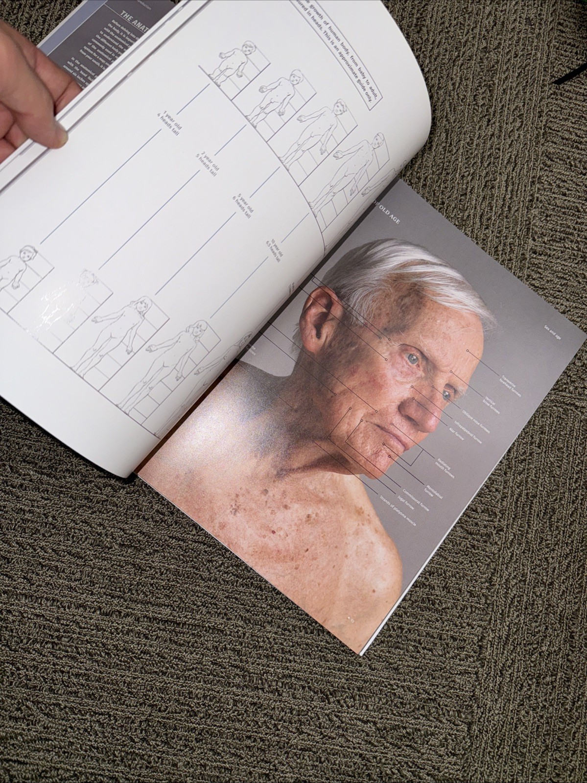 ANATOMY FOR ARTISTS: A VISUAL GUIDE TO THE HUMAN FORM By 3dtotal Publishing NEW