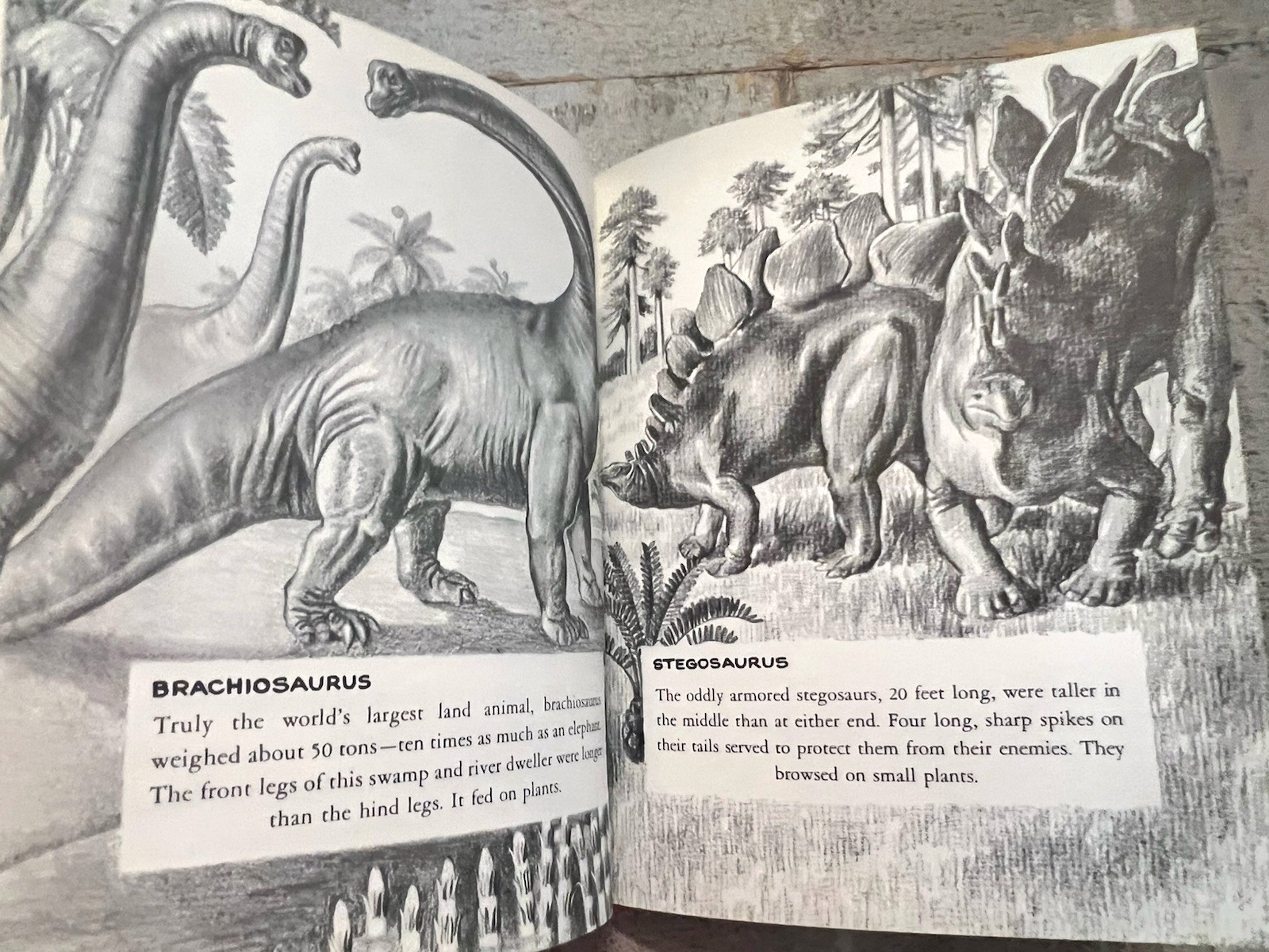 Dinosaurs by Herbert S. Zim Illus. by James Gordon Irving c.1976 Library Edition