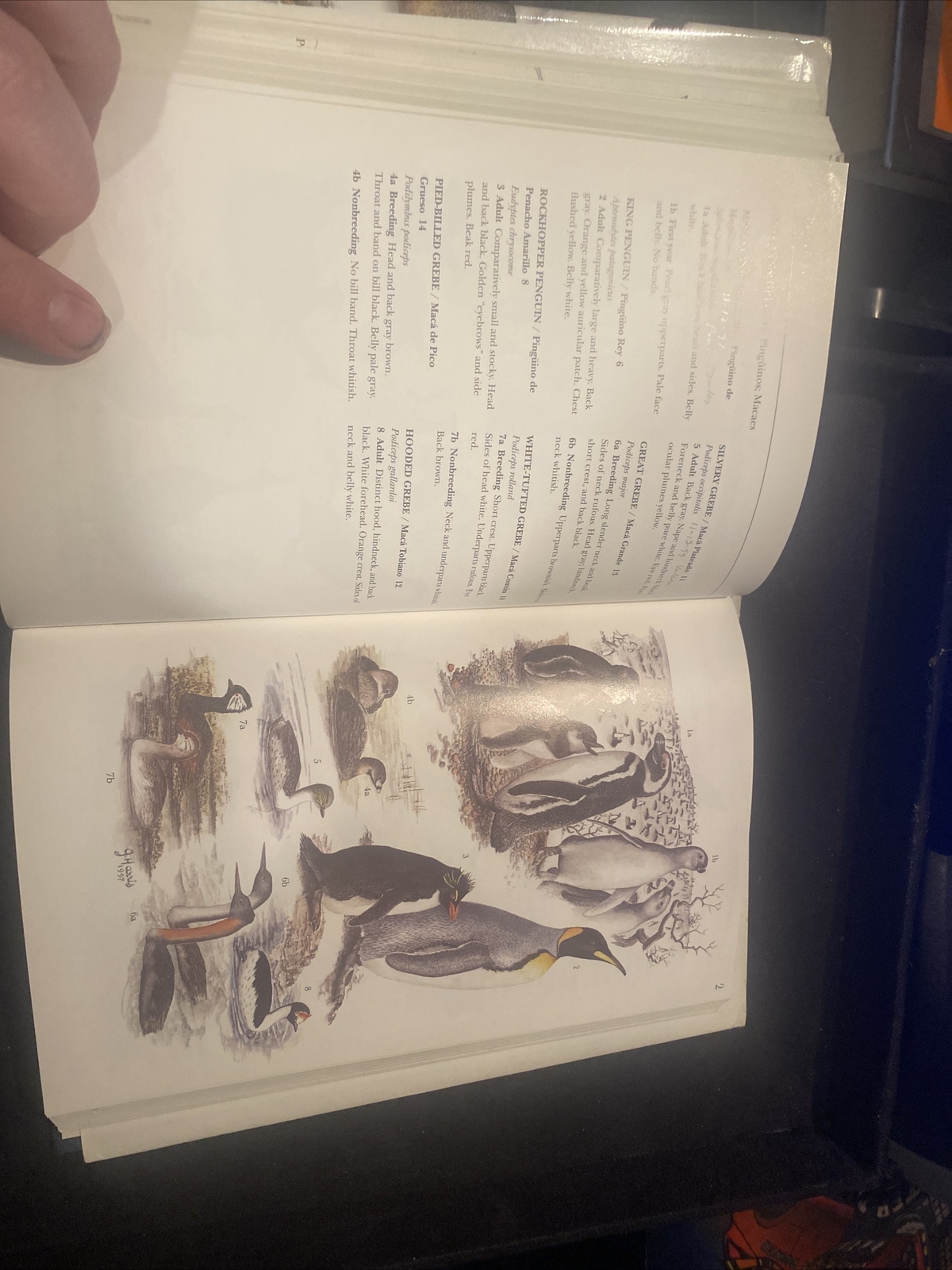A GUIDE TO THE BIRDS AND MAMMALS OF COASTAL PATAGONIA By Graham Harris