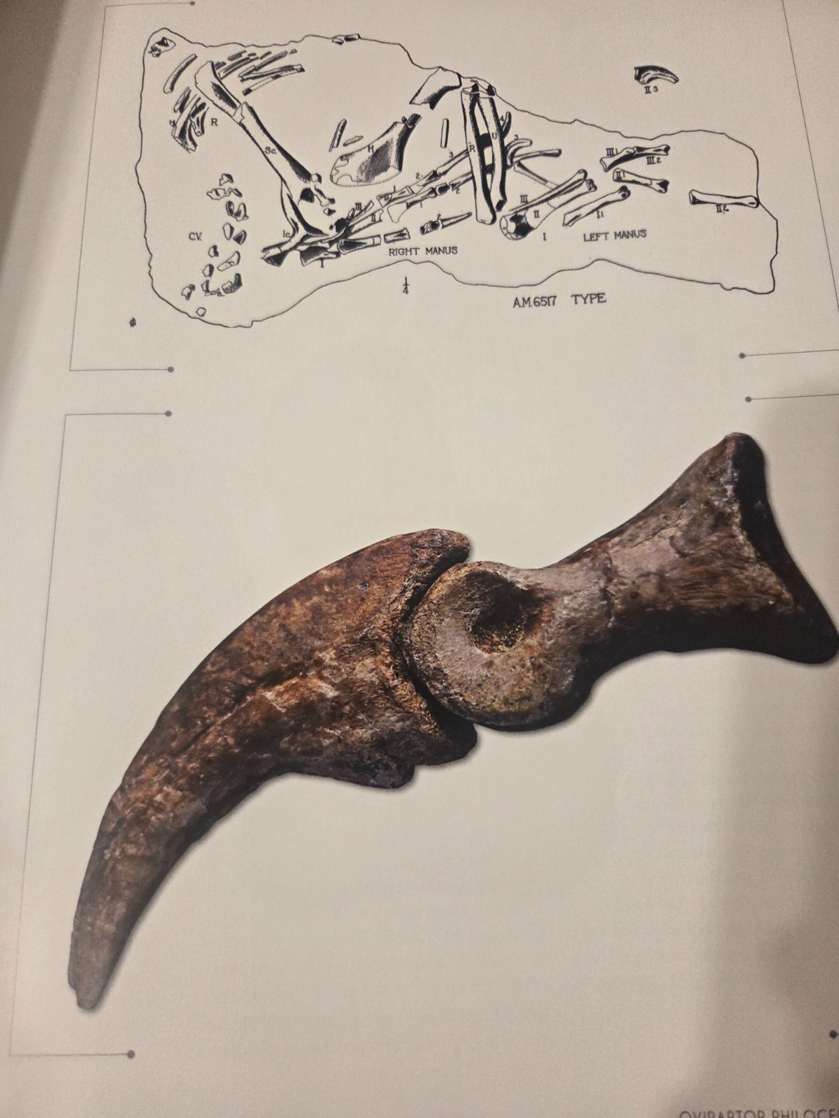 The World of Dinosaurs: An Illustrated Tour by Mark A Norell: Used