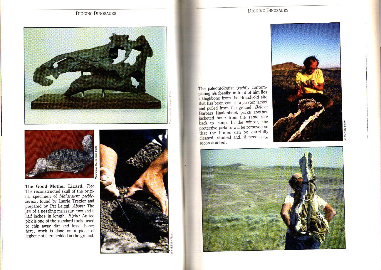 DIGGING DINOSAURS by JOHN R. Horner The Mystery of Baby Dinosaurs Montana