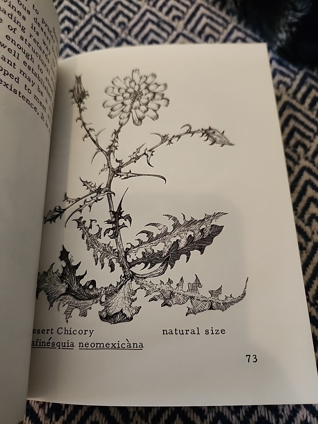 Mockel’s Desert Flower Notebook SIGNED by Author