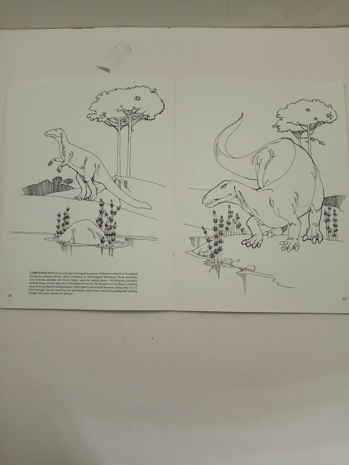 Vintage The Dinosaur Coloring Book by Anthony Rao Dover Publishing 46 Pgs 1980.