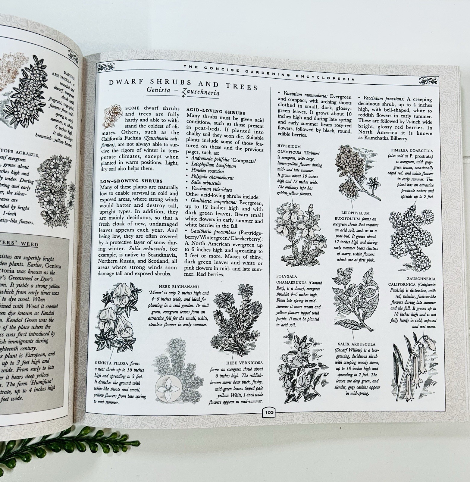 The Concise Gardening Encyclopedia ~ David Squire Flowers Roses Shrubs Trees HC