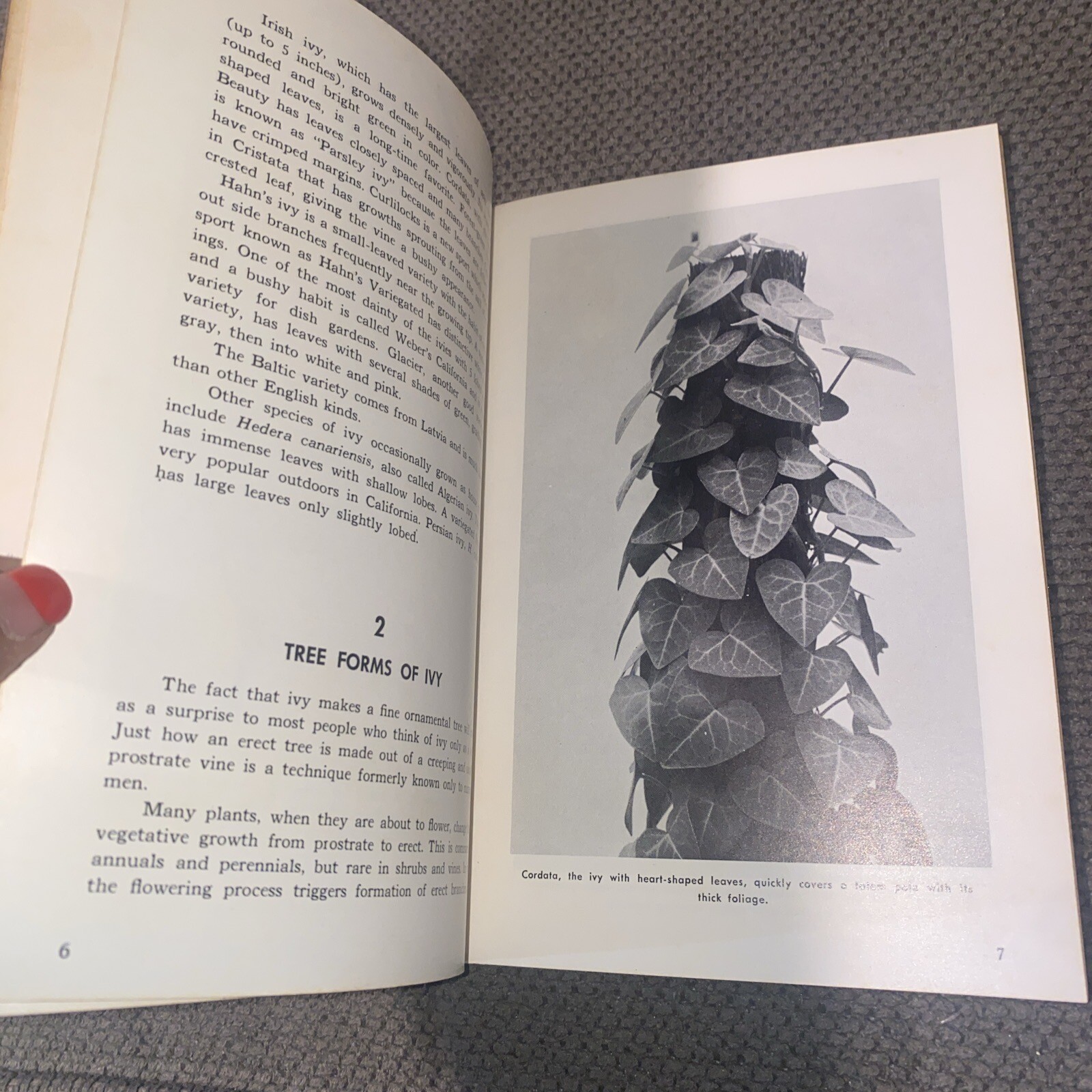 Vines & Ivy in Your Home-Countryside Books (1976, Illustrated, Paperback)