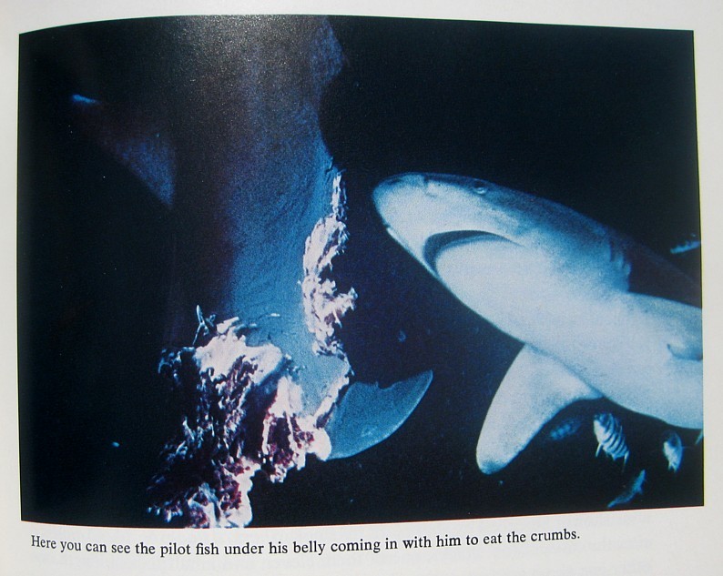 1970 SHARKS Personally Signed by JACQUES COUSTEAU & PHILIPPE COUSTEAU Ocean JAWS