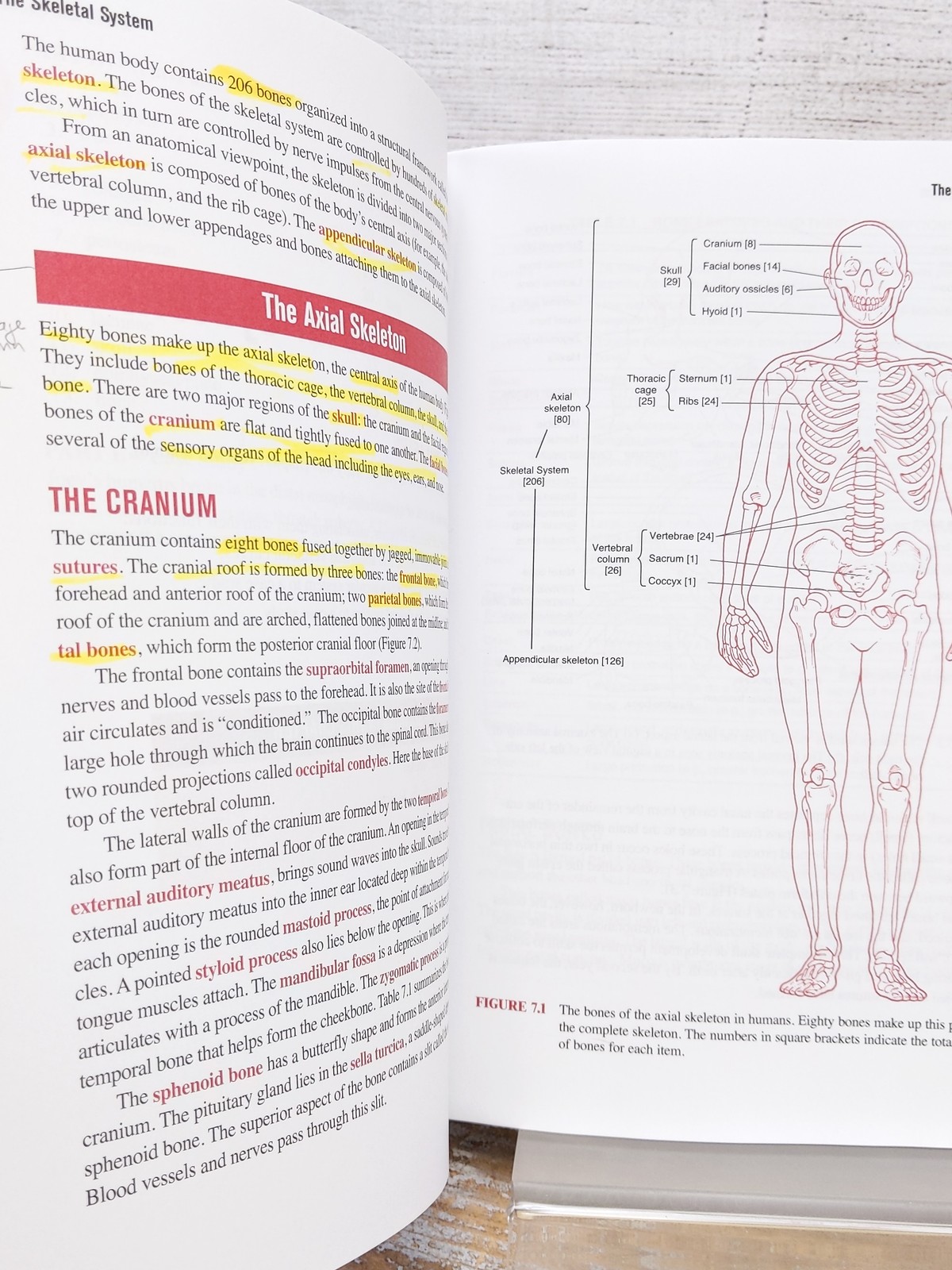 E-Z Anatomy and Physiology (Barron’s Easy Way) Paperback Book