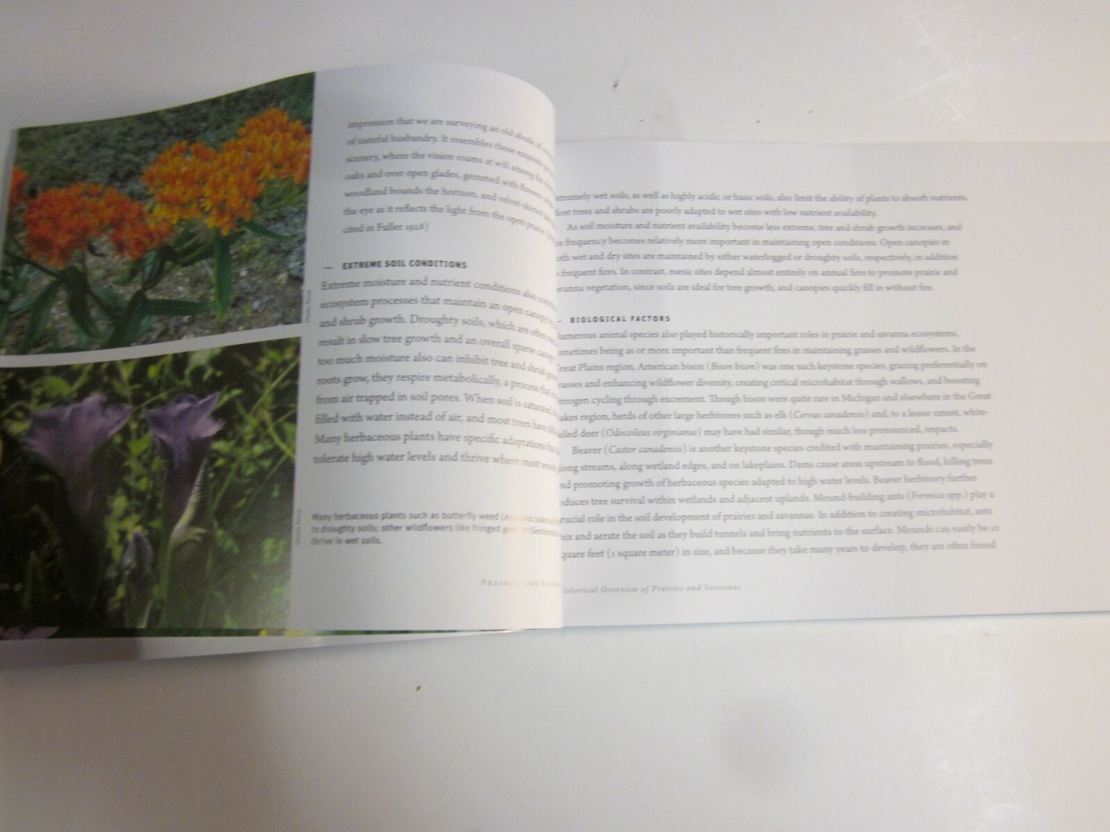 Prairies and Savannas in Michigan : Rediscovering Our Natural Heritage 2009