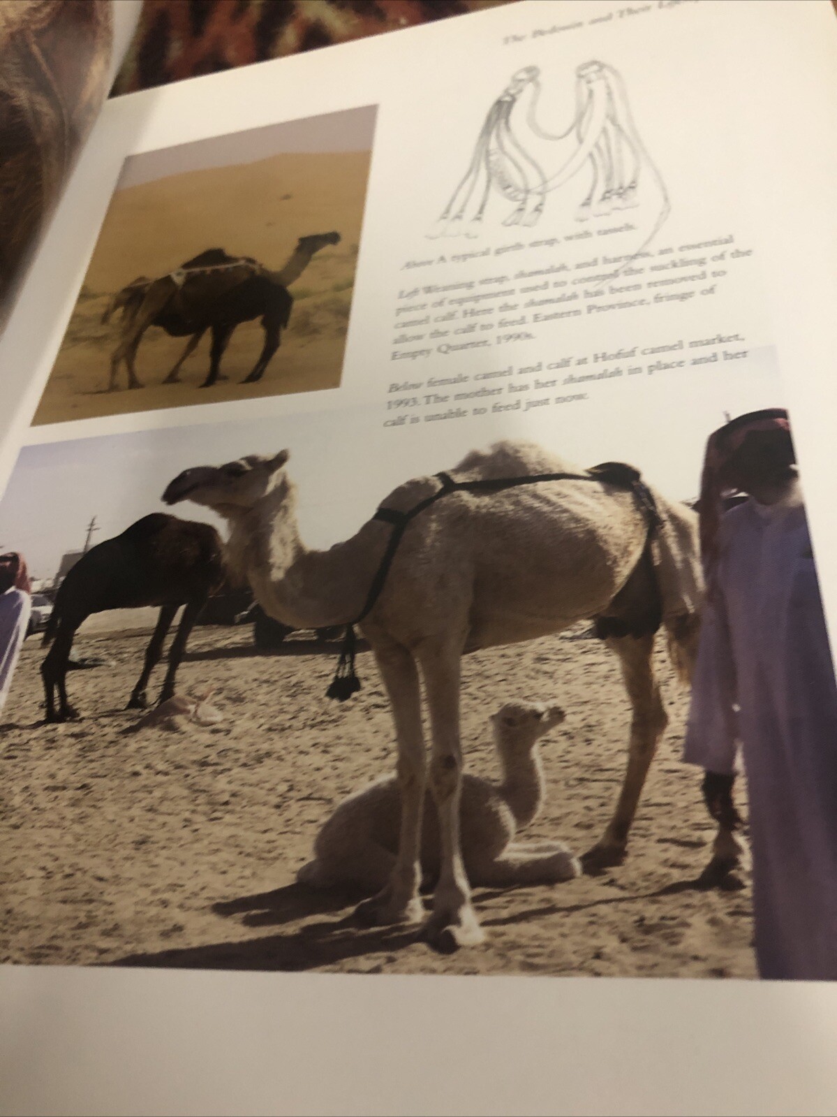 Bedouin Weaving of Saudi Arabia and Its Neighbours by Joy Totah Hilden (2010,…