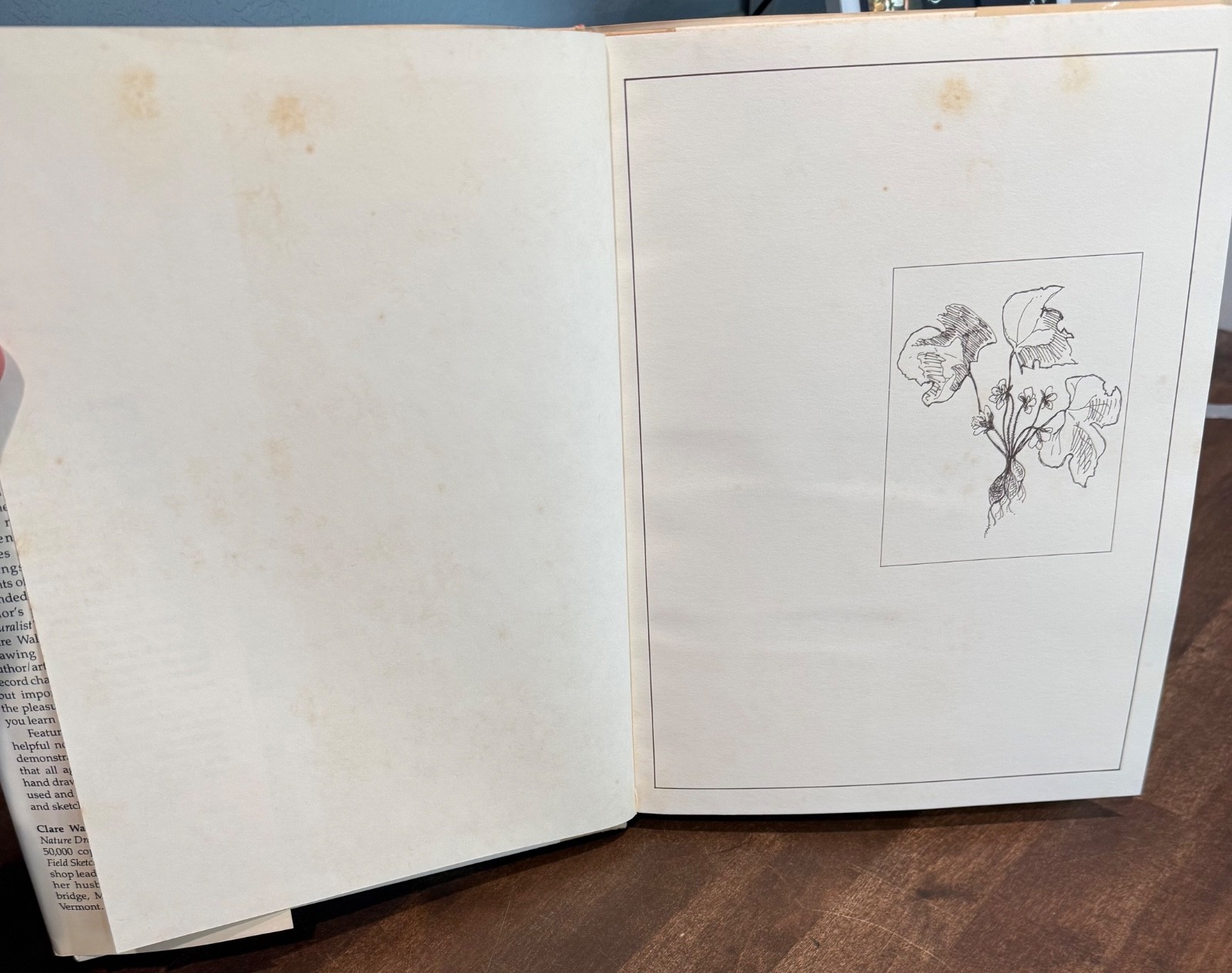 A Naturalist’s Sketchbook: Pages from the Seasons of a Year HC W/DJ