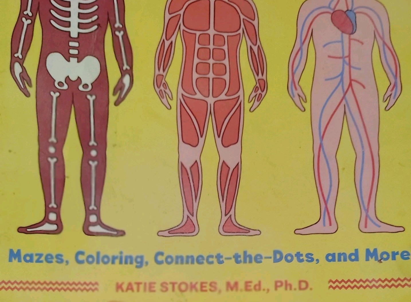 Human Body Activity Book for Kids : Hands-On Fun for Grades K-3 by Katie Stokes