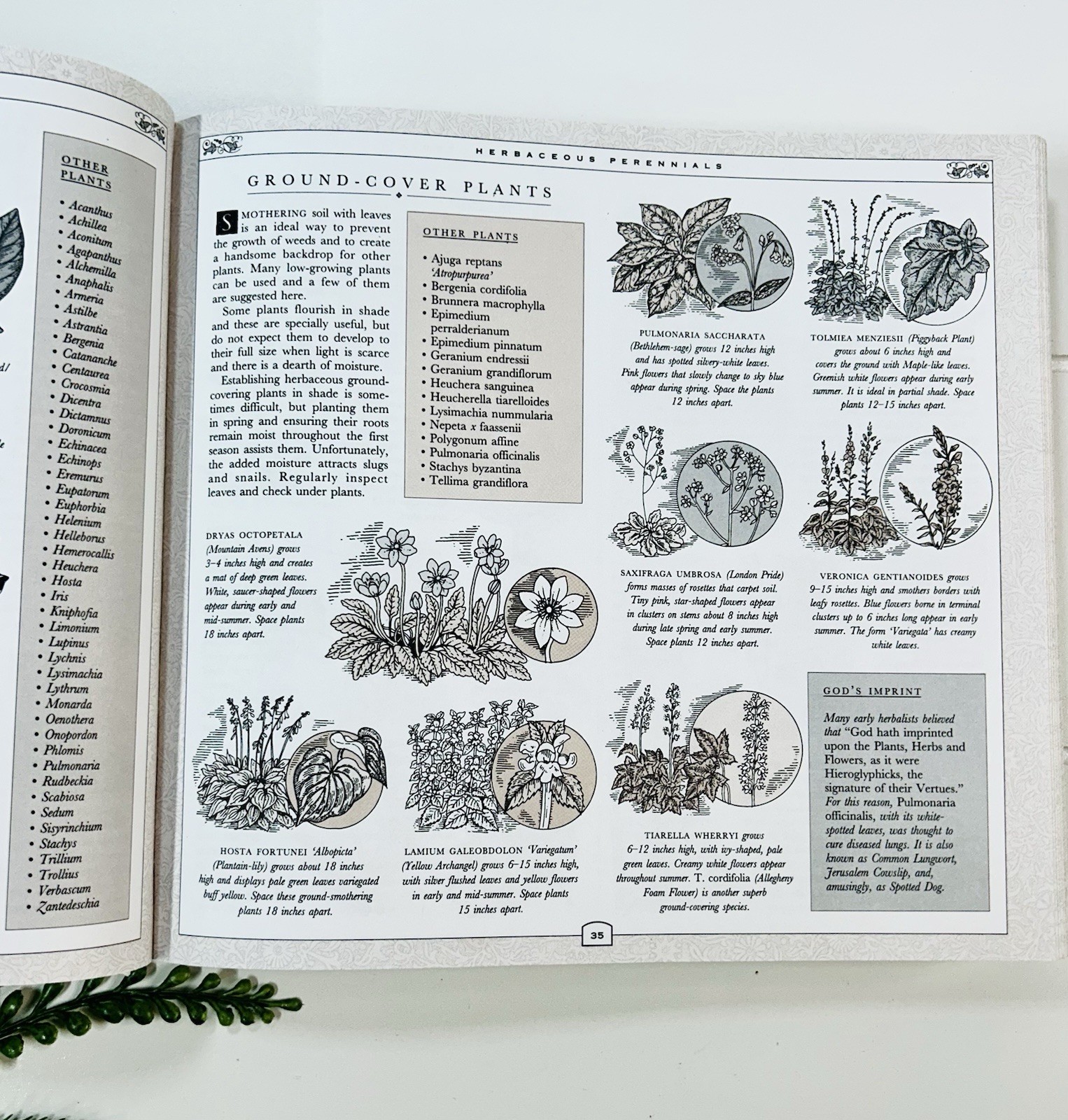 The Concise Gardening Encyclopedia ~ David Squire Flowers Roses Shrubs Trees HC