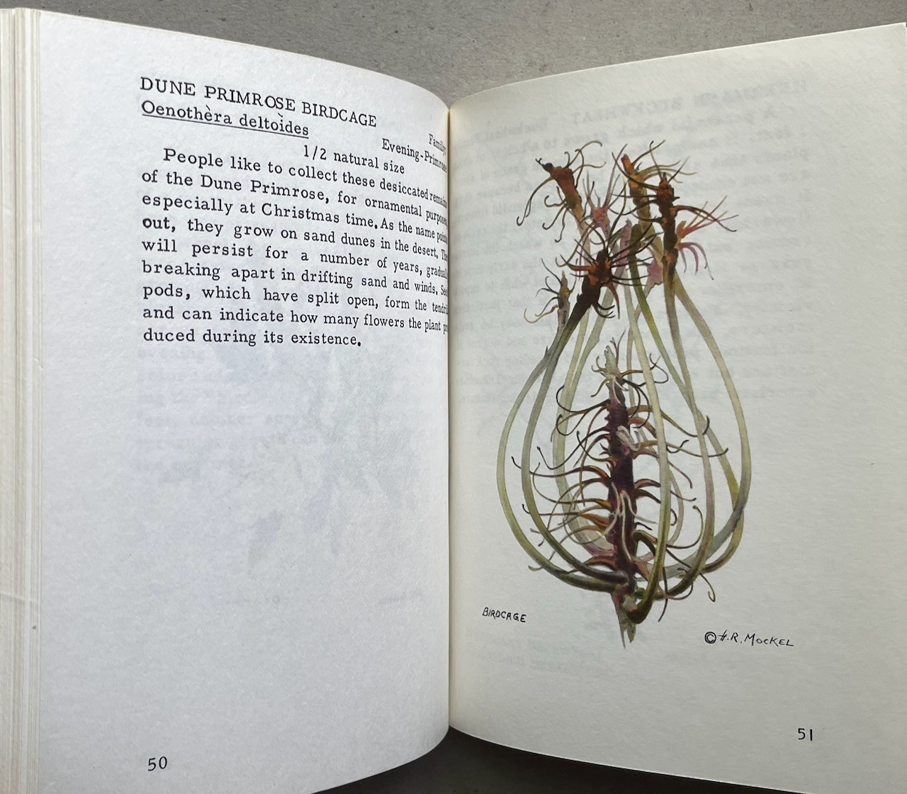 Mockel’s Desert Flower Notebook / Henry & Beverly Mockel / 1971 pb