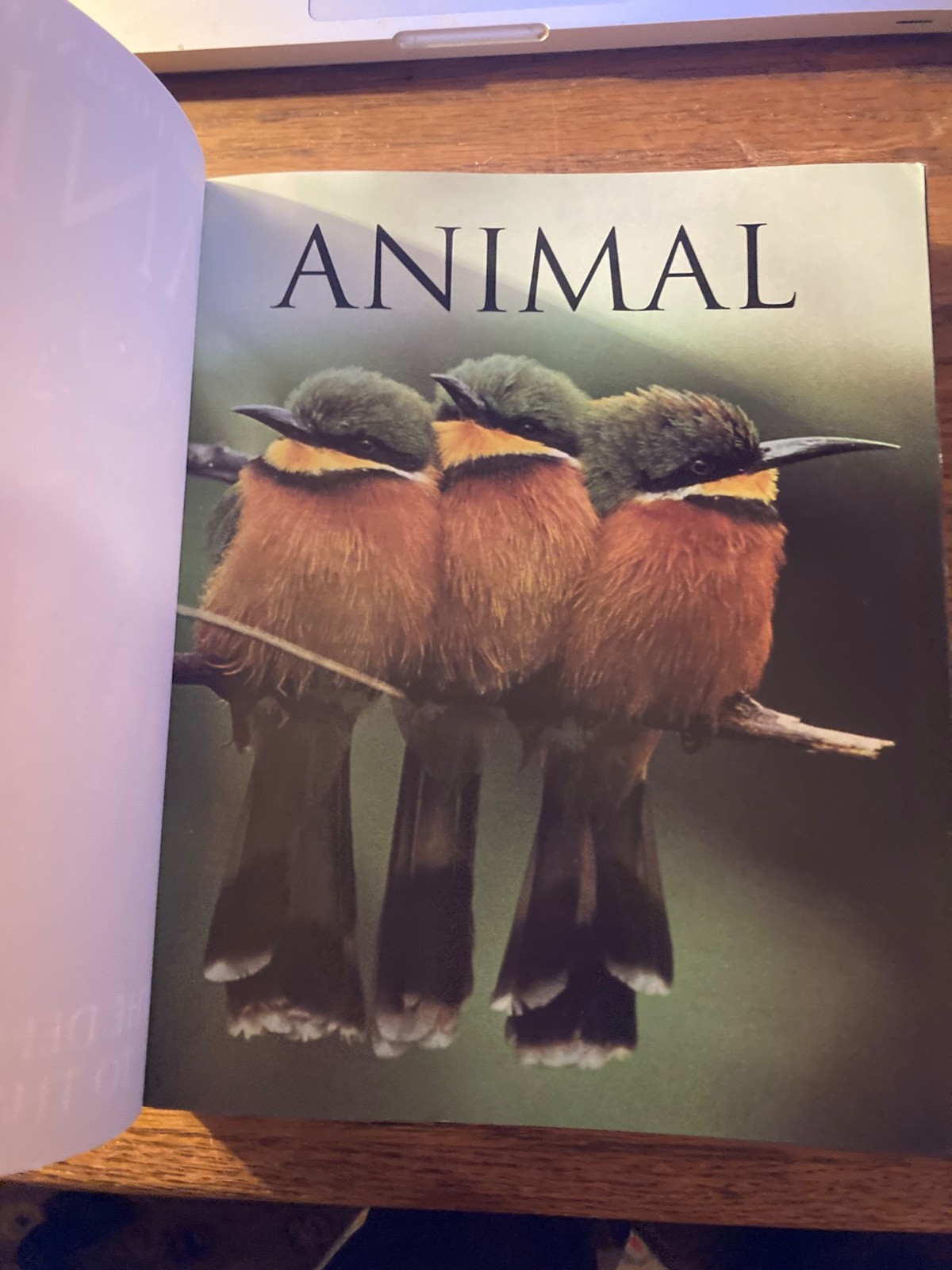 Smithsonian Institution Animal : The Definitive Visual Guide to the World’s…