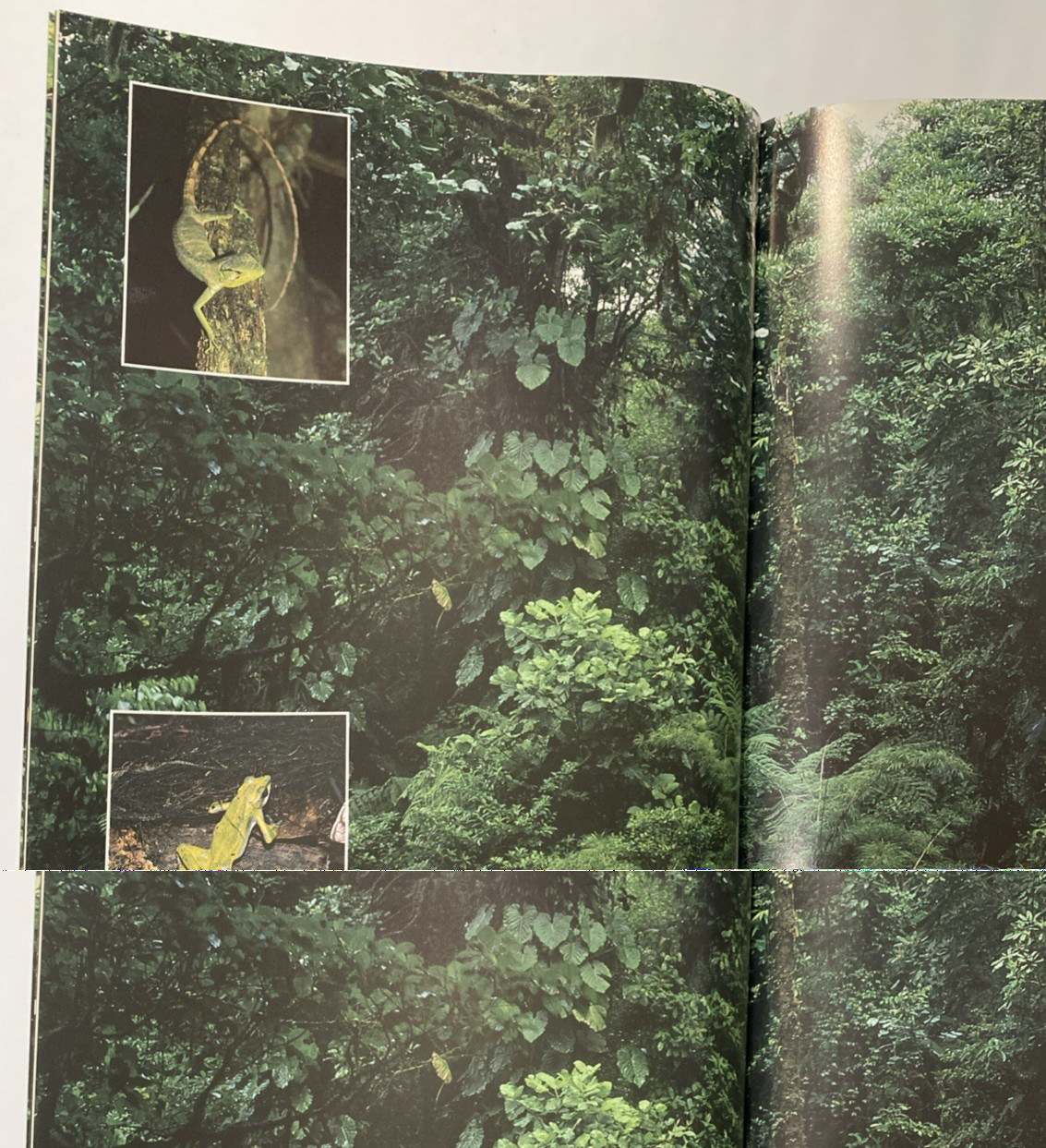 Tropical Rainforests of the World Rupert Matthews Nature Wildlife Photography