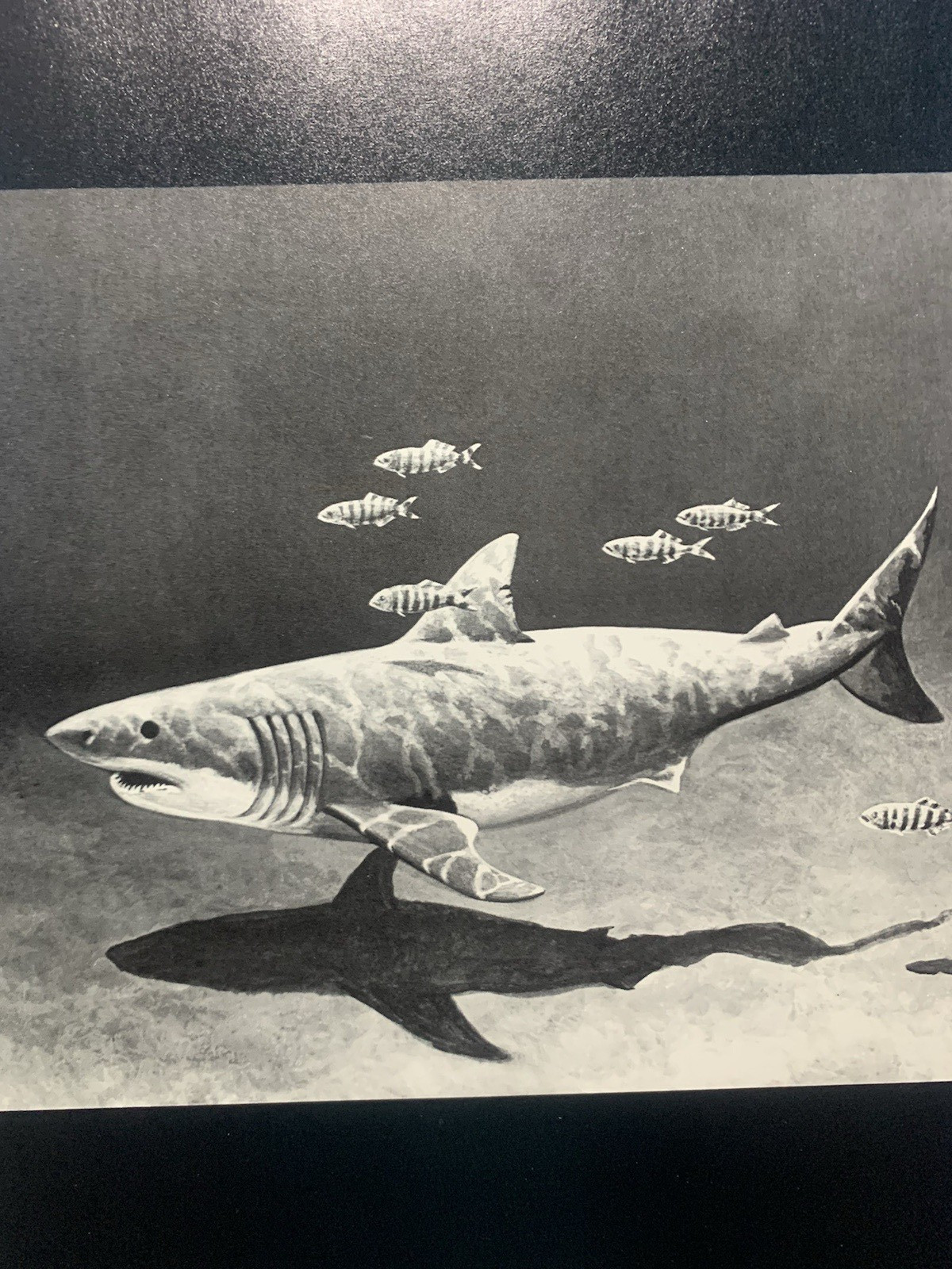 GREAT WHITE SHARK By Richard Ellis & John E. Mccosker – Hardcover w/ Dust Jacket