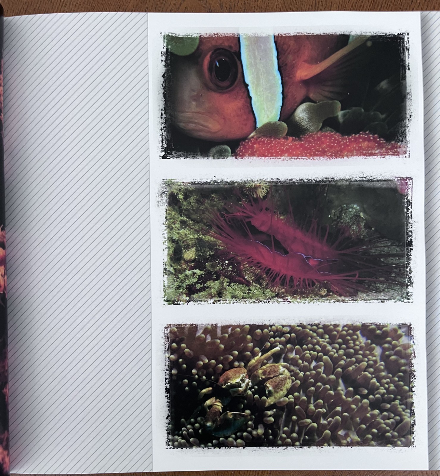 Philippines Diving: Anilao Batangas Verde Island Passage Coral Reef Photography