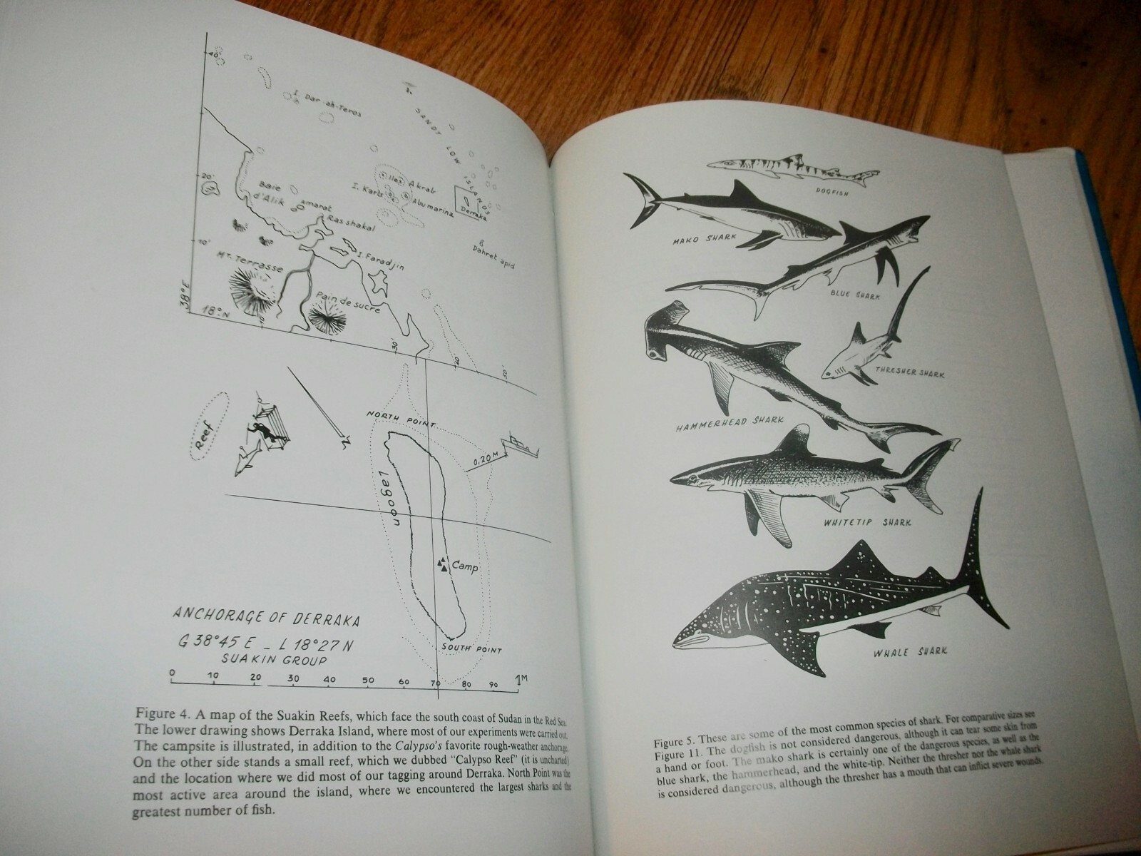 The Shark, by Jacques & Philippe Cousteau, HBDJ, 1987, 124 color photos, Nice!