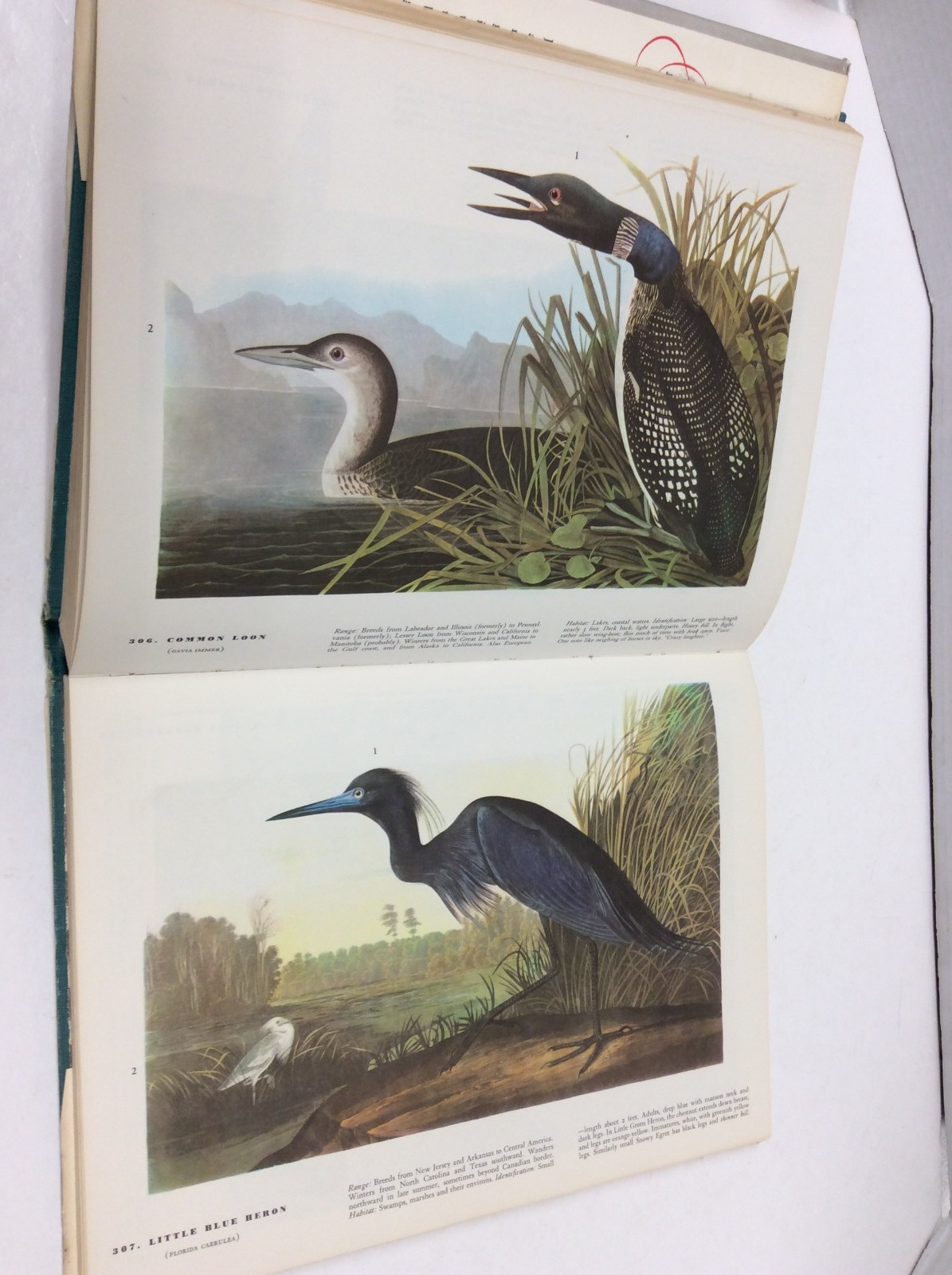 THE BIRDS OF AMERICA John James Audubon Illustrated HC 1967