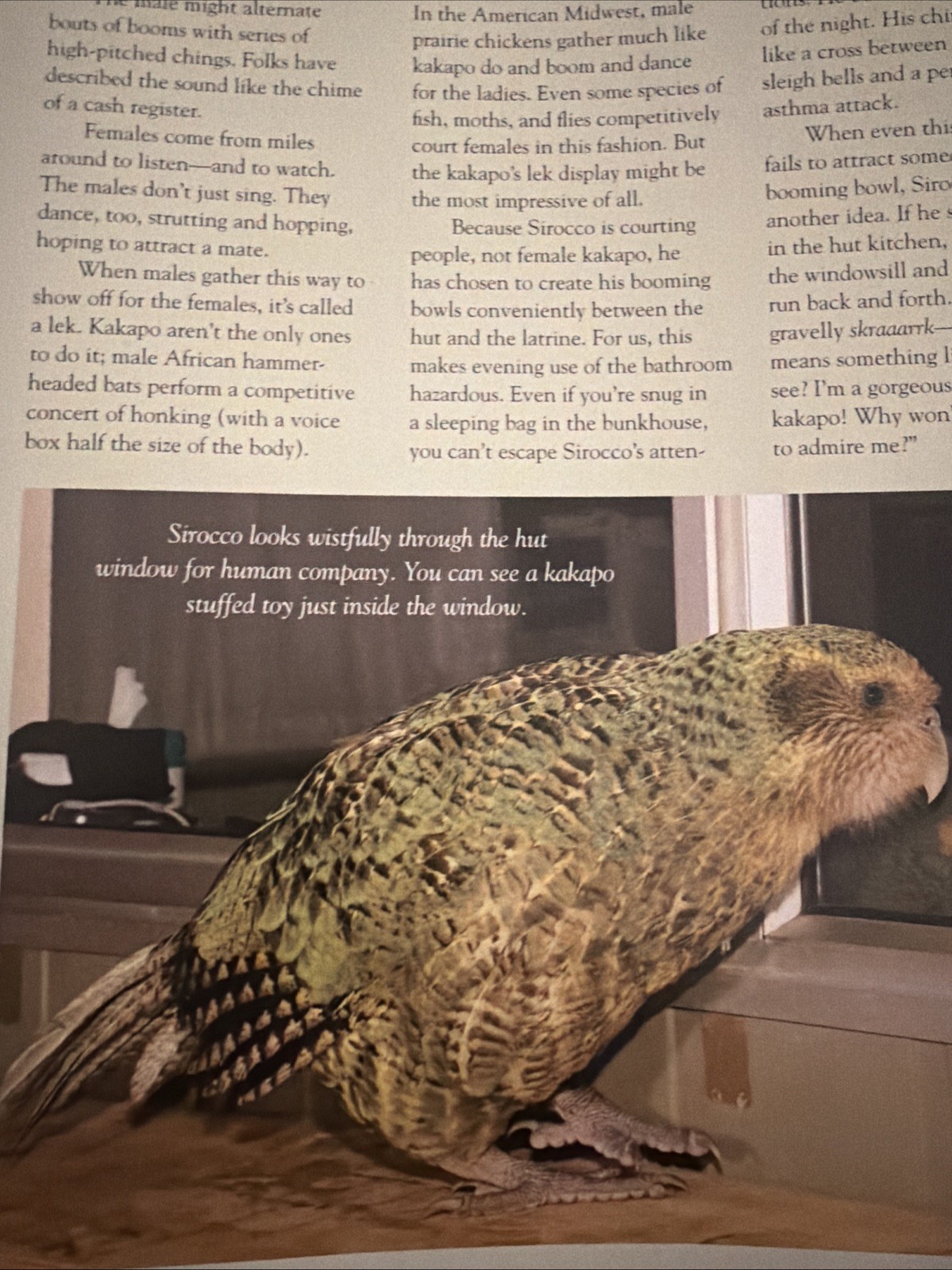 SY MONTGOMERY NIC BISHOP PHOTOS KAKAPO RESCUE SAVING WORLDS STRANGEST PARROT