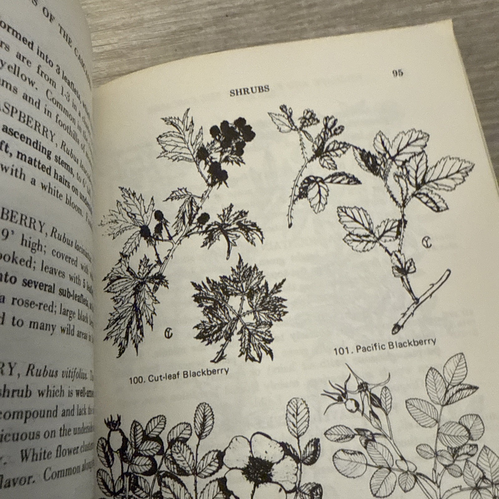 Lot 4 Books Wildflowers & Plants By Different Authors