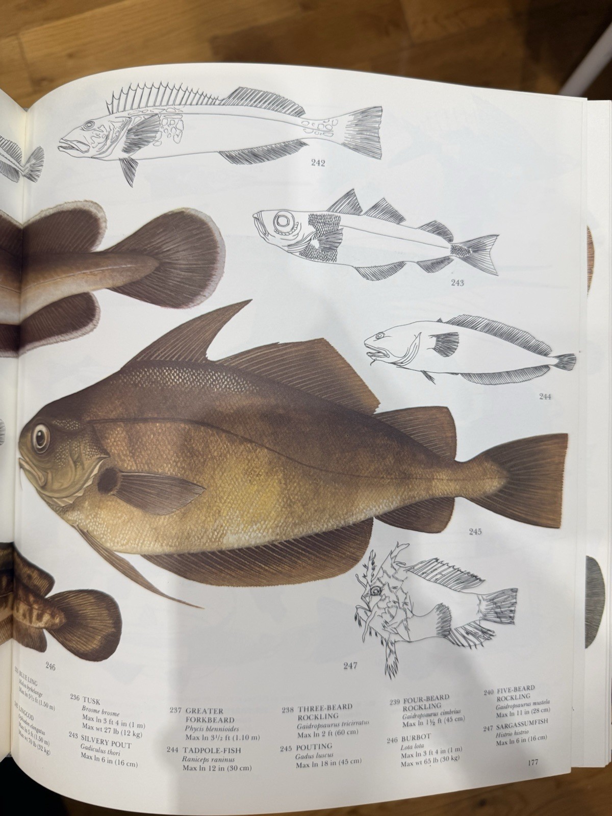 The Lore of Sportfishing HC Crown Publishers Tre Tryckare E Cagner Illustrated