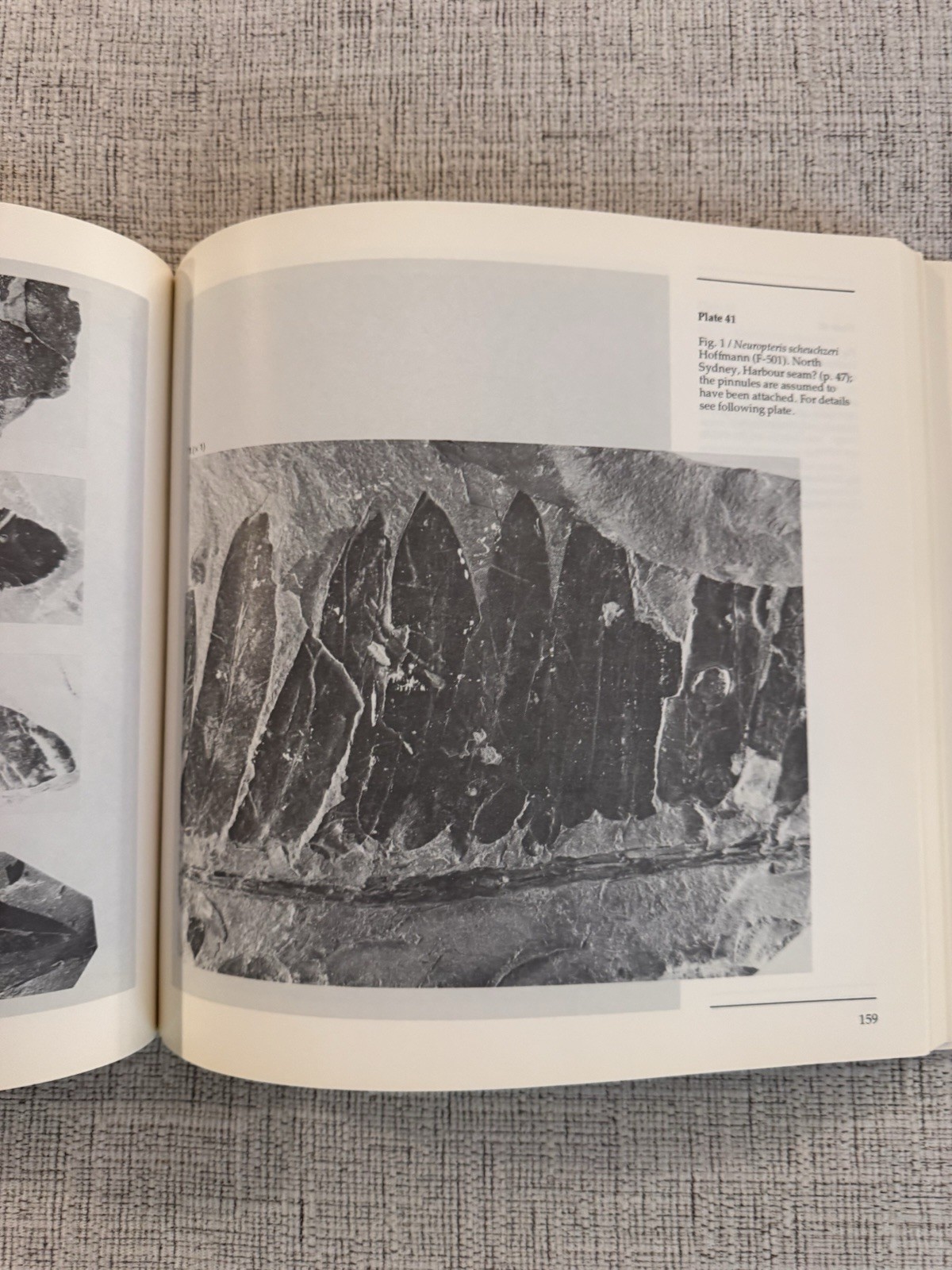 Upper Carboniferous Fossil Flora Nova Scotia Paleobotany Museum Monograph 1980